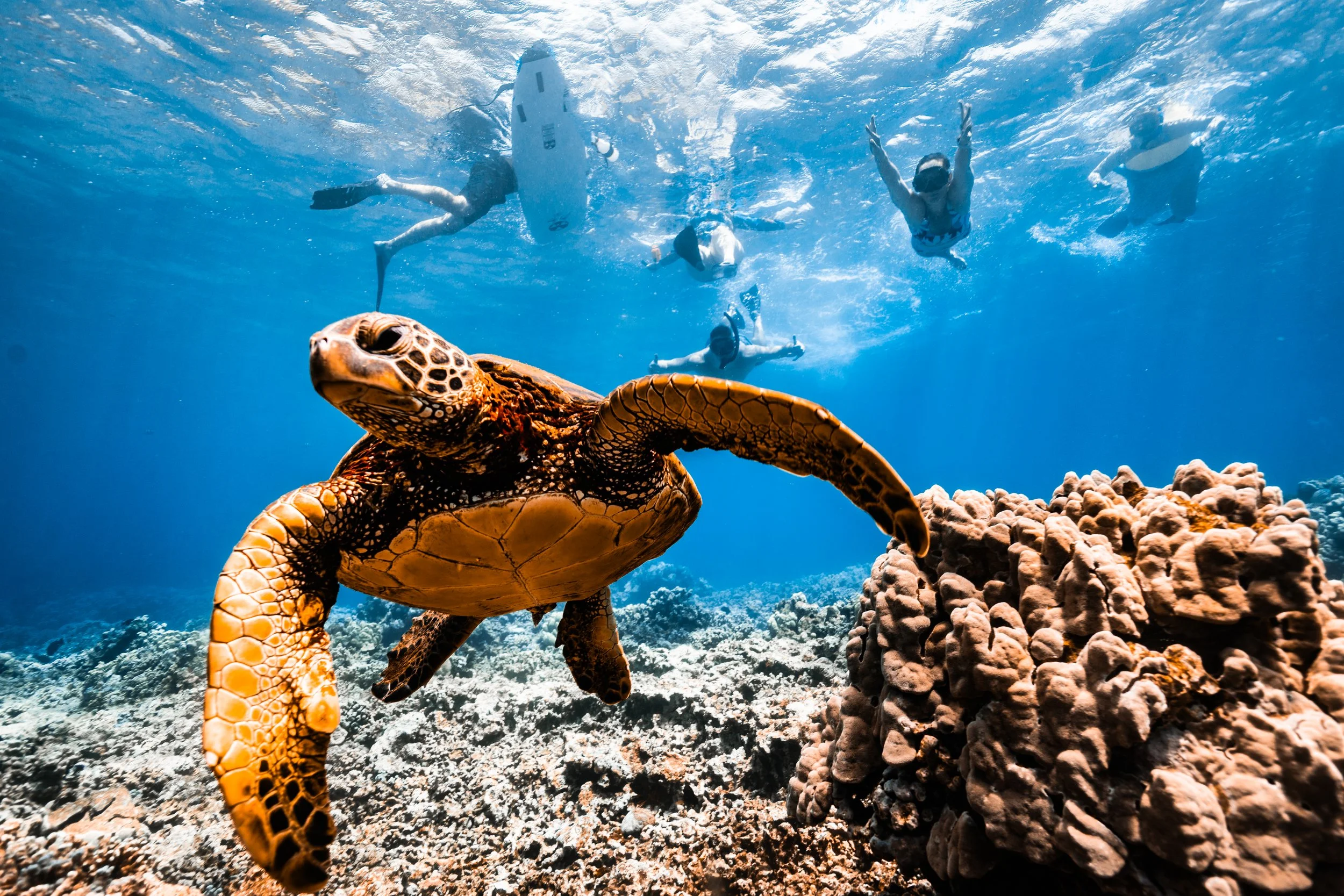 Discover West Maui Snorkel