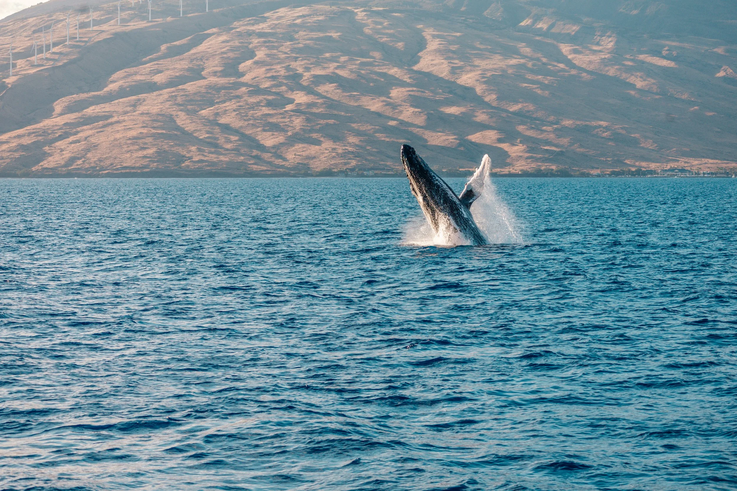 A Day in the Life of a Maui Humpback Whale