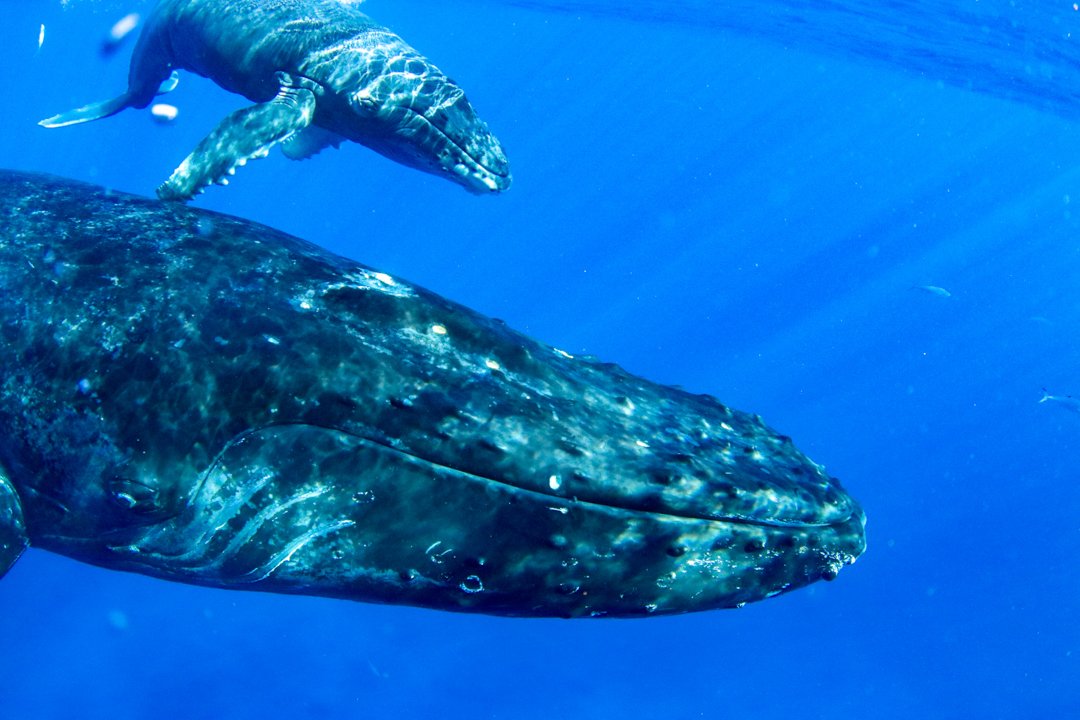 Whale Watching — TRILOGY CAPTAIN'S LOG