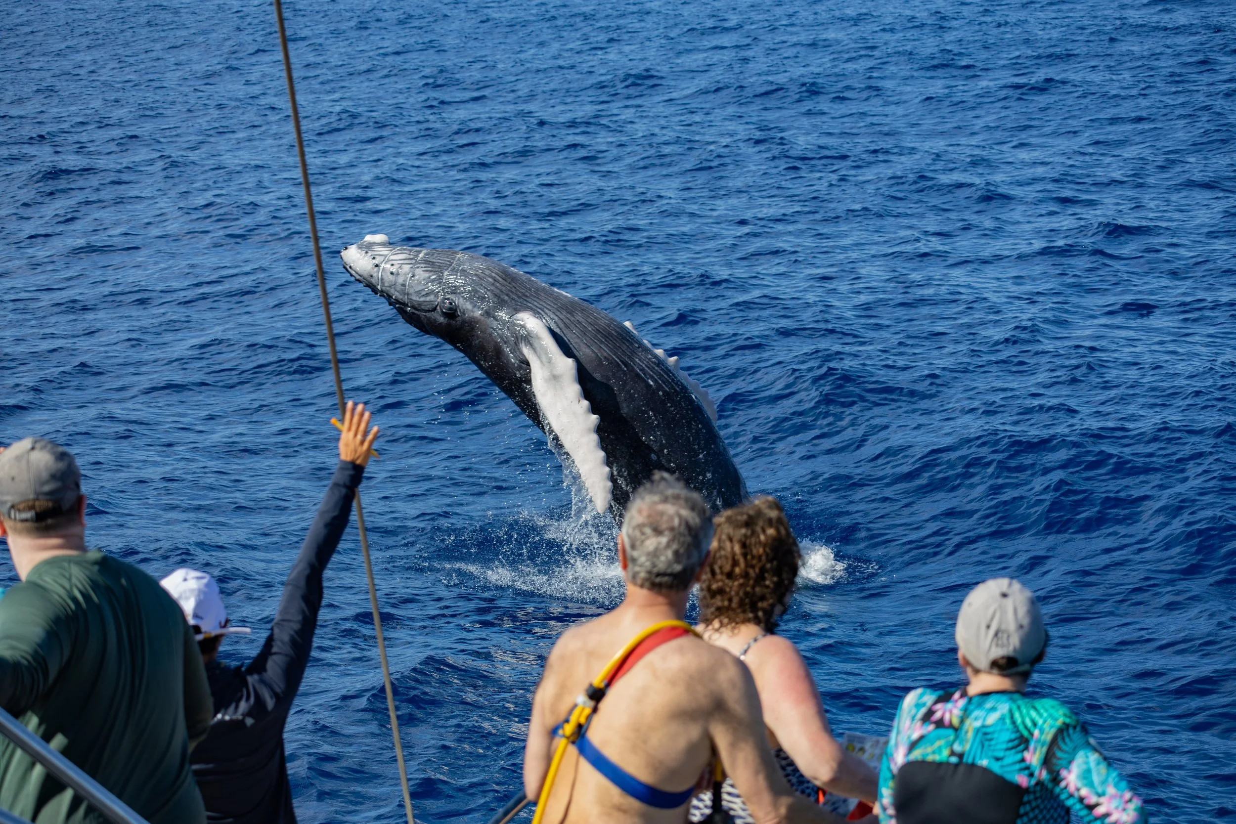 Responsible Whale Watching: What It Means (and Why It Matters)