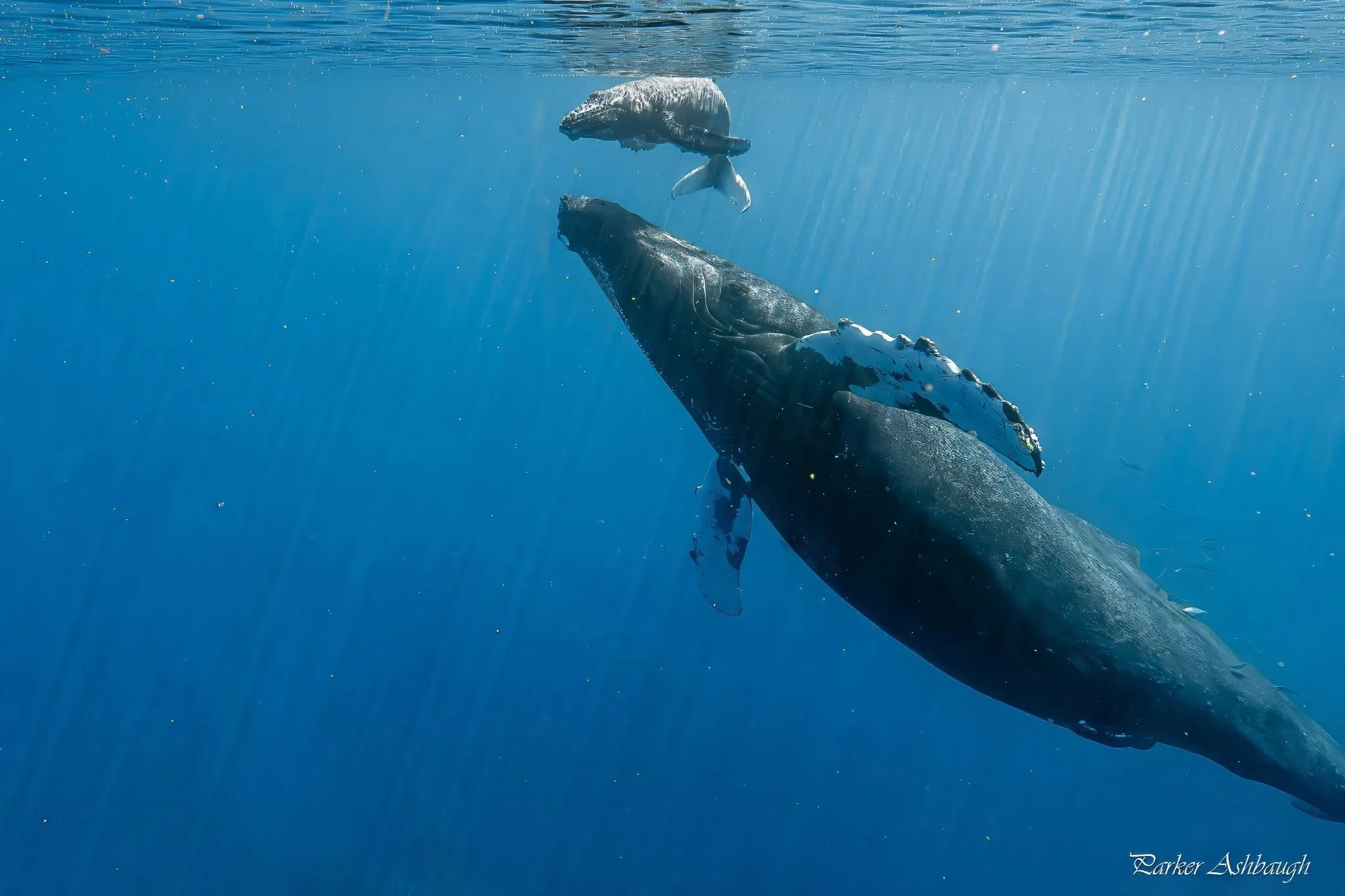 From Alaska to Maui: The Epic Journey of a Humpback Whale