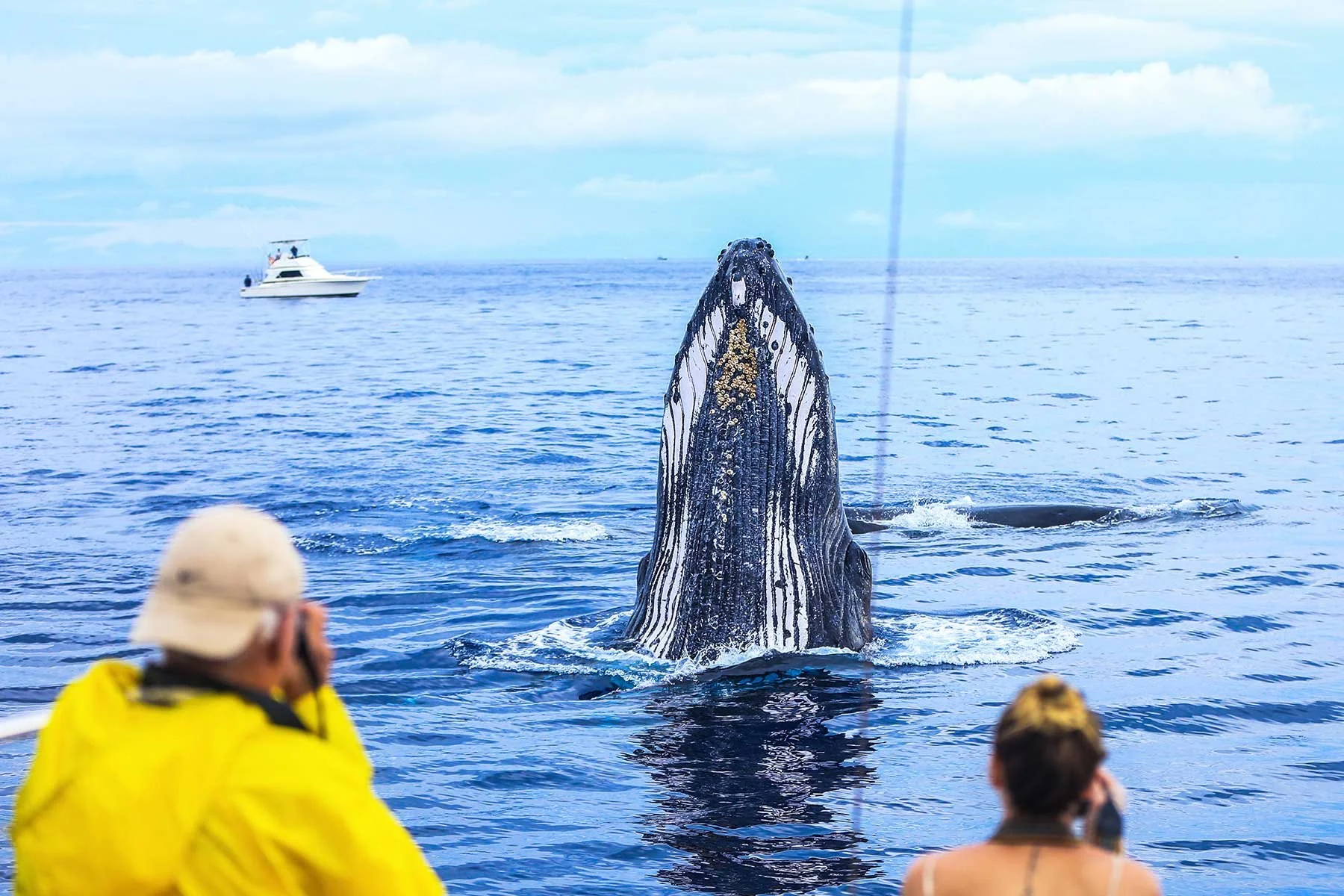 What to Look For When You Spot a Whale (Beyond the Breach)
