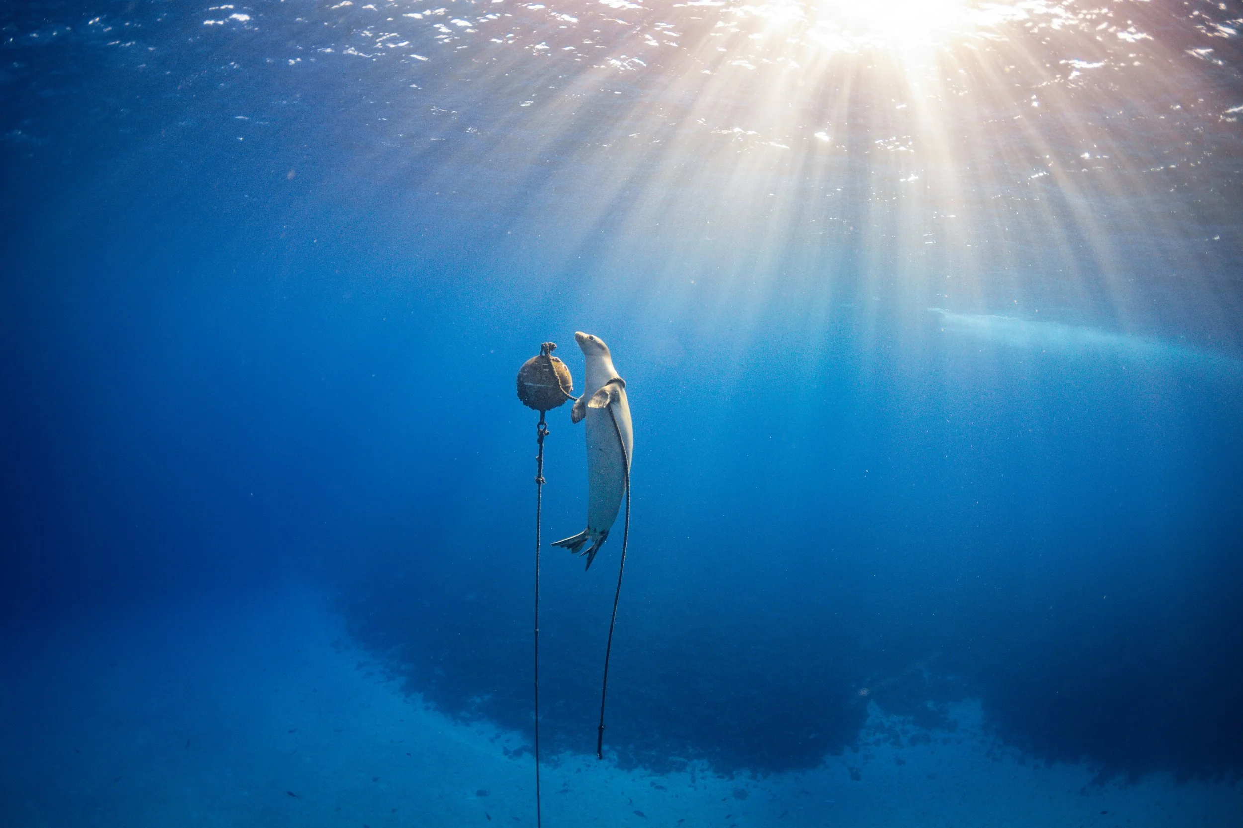 Hawaiian Monk Seals: Hawaiʻi’s Rare and Remarkable Ocean Neighbor