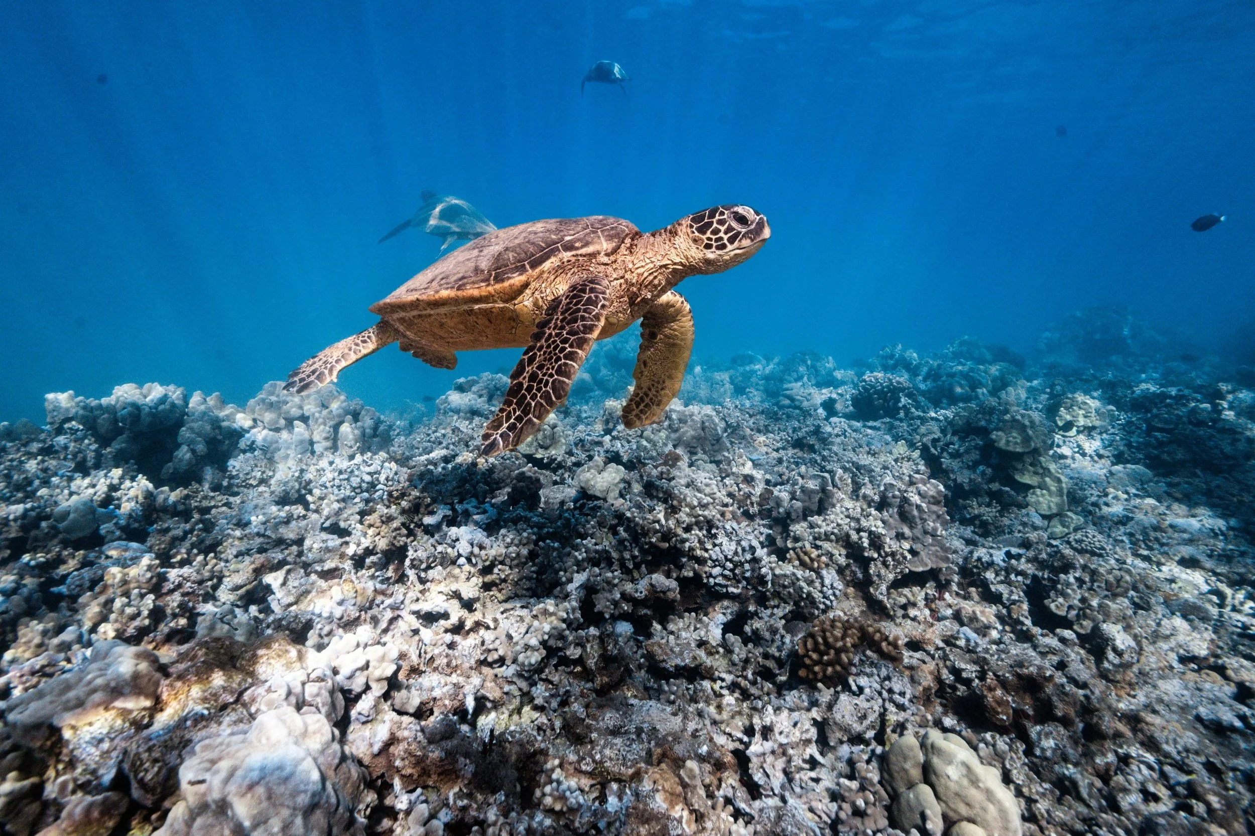 Explore our NEW Snorkeling Tour: Turtle Reef Snorkel