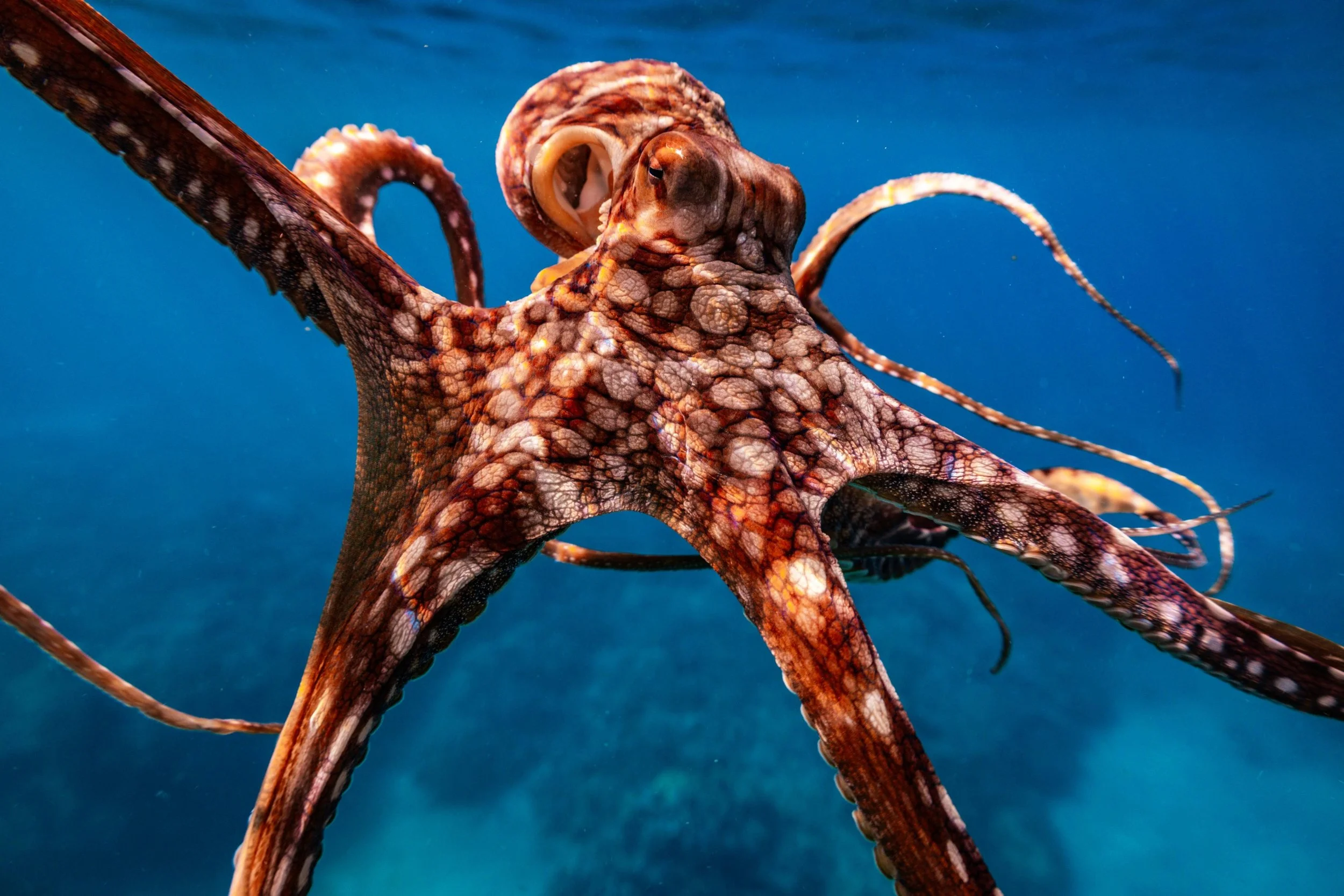 Octopus: The Aliens of Our World