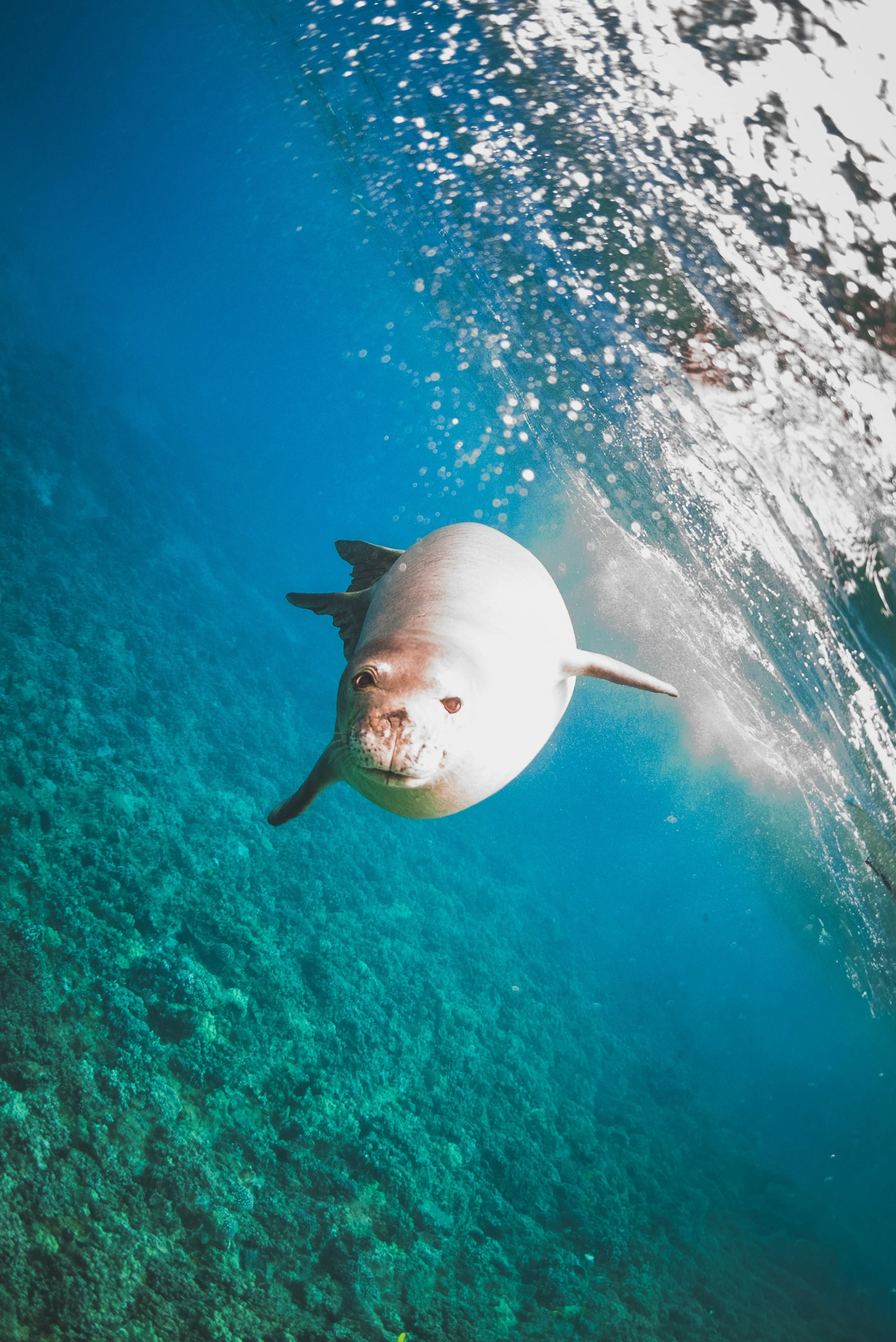 Hawaiian Monk Seals: Hawaiʻi’s Rare and Remarkable Ocean Neighbor