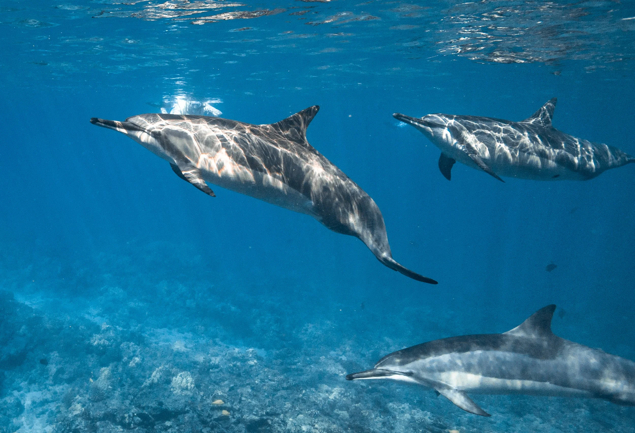 Dolphins on Maui: The Ocean Minds That Keep Surprising Us