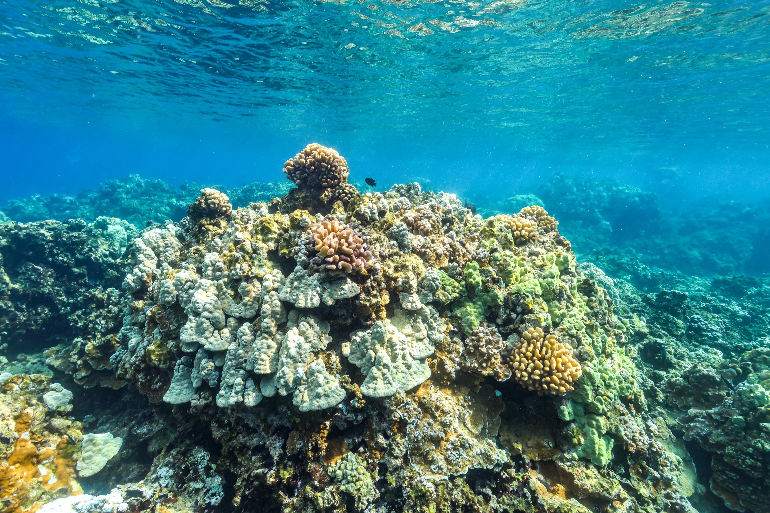 World Ocean Day: Honoring the Sea That Connects Us All
