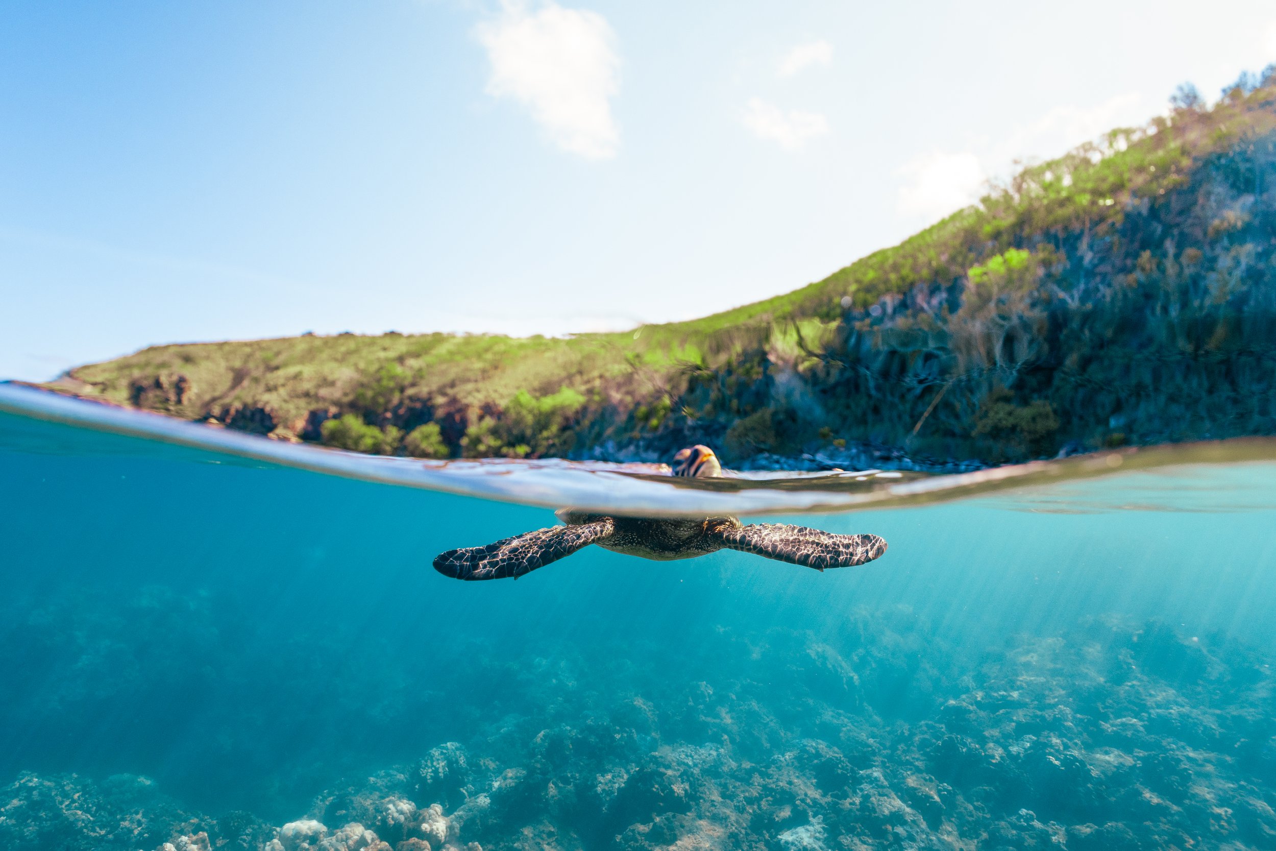 Honu and the Sea Turtles of the World