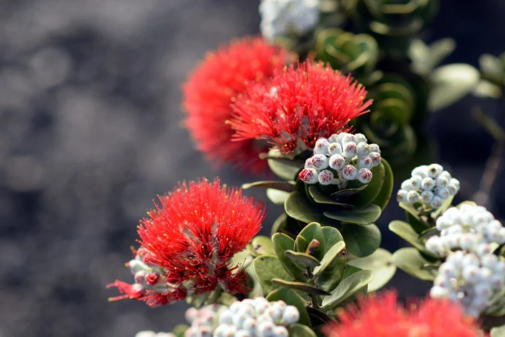 ʻŌhiʻa lehua for Hawai'i Island