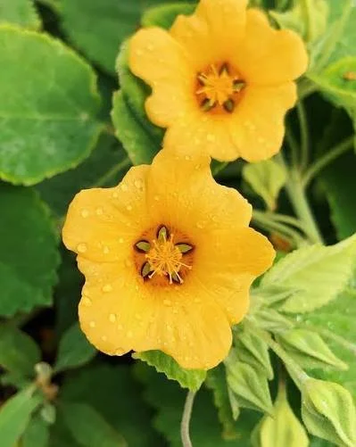 ʻIlima for Oahu
