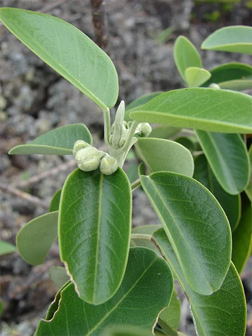 Mokihana Berry for Kauai