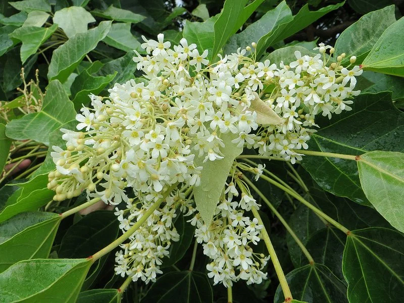 Kukui blossom for Kauai