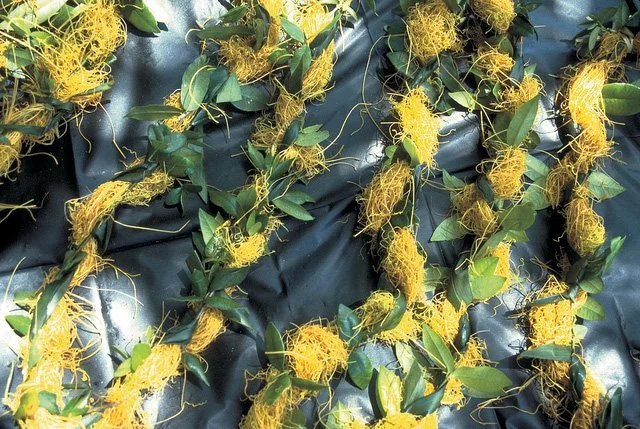 Kaunaʻoa for Lana'i 