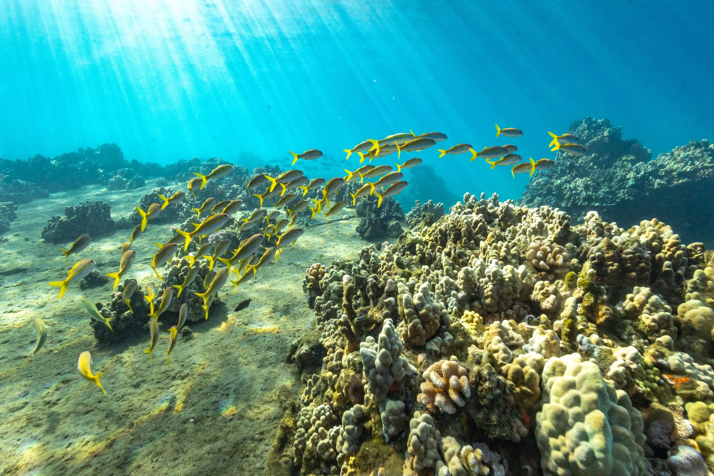 Maui Snorkel Fish Guide: What Fish Will You See While Snorkeling on Maui?