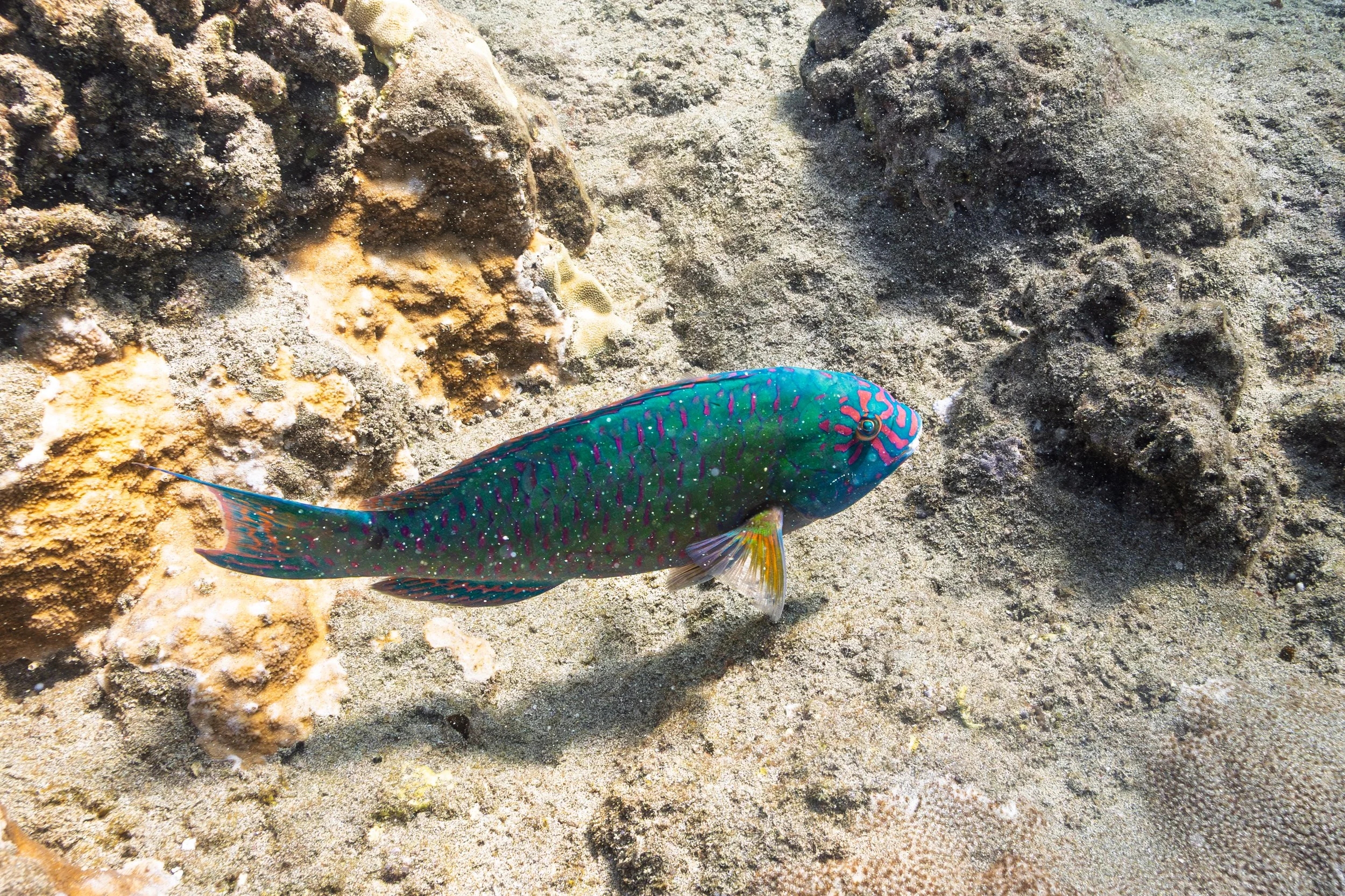 Bullethead Parrotfish - Uhu