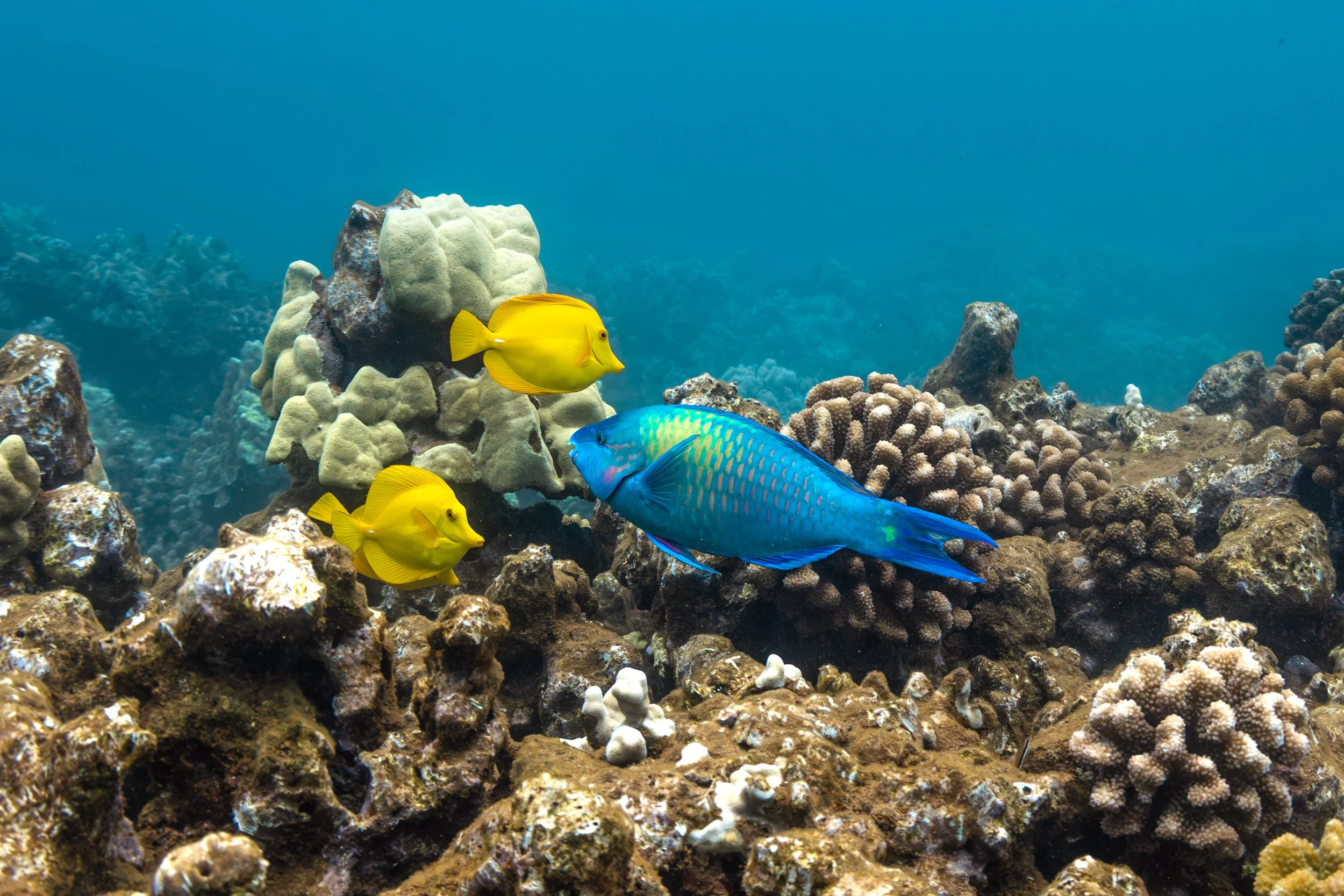 Parrotfish with Yellow Tang