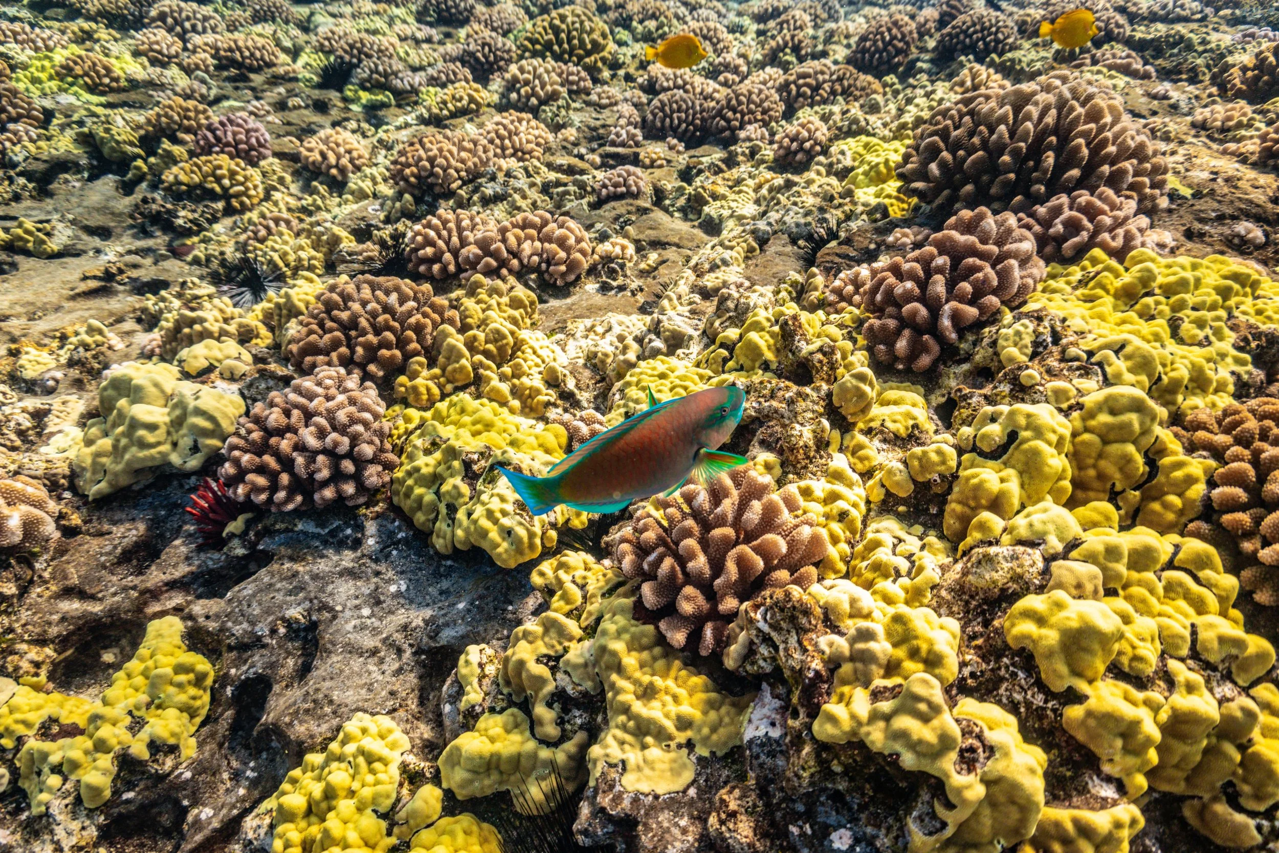 Spectacled Parrotfish - Uhu