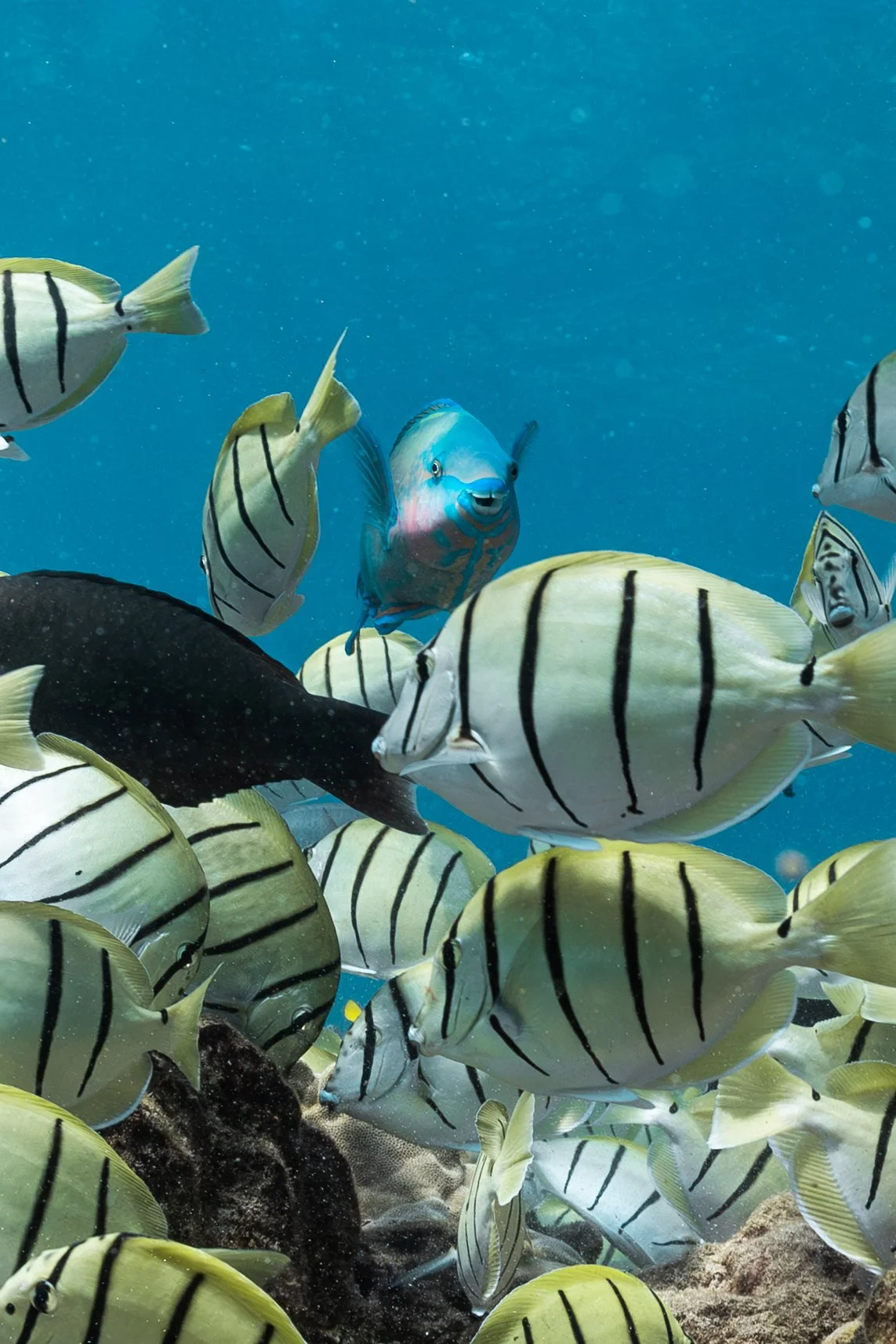 Parrotfish with Convict Tang