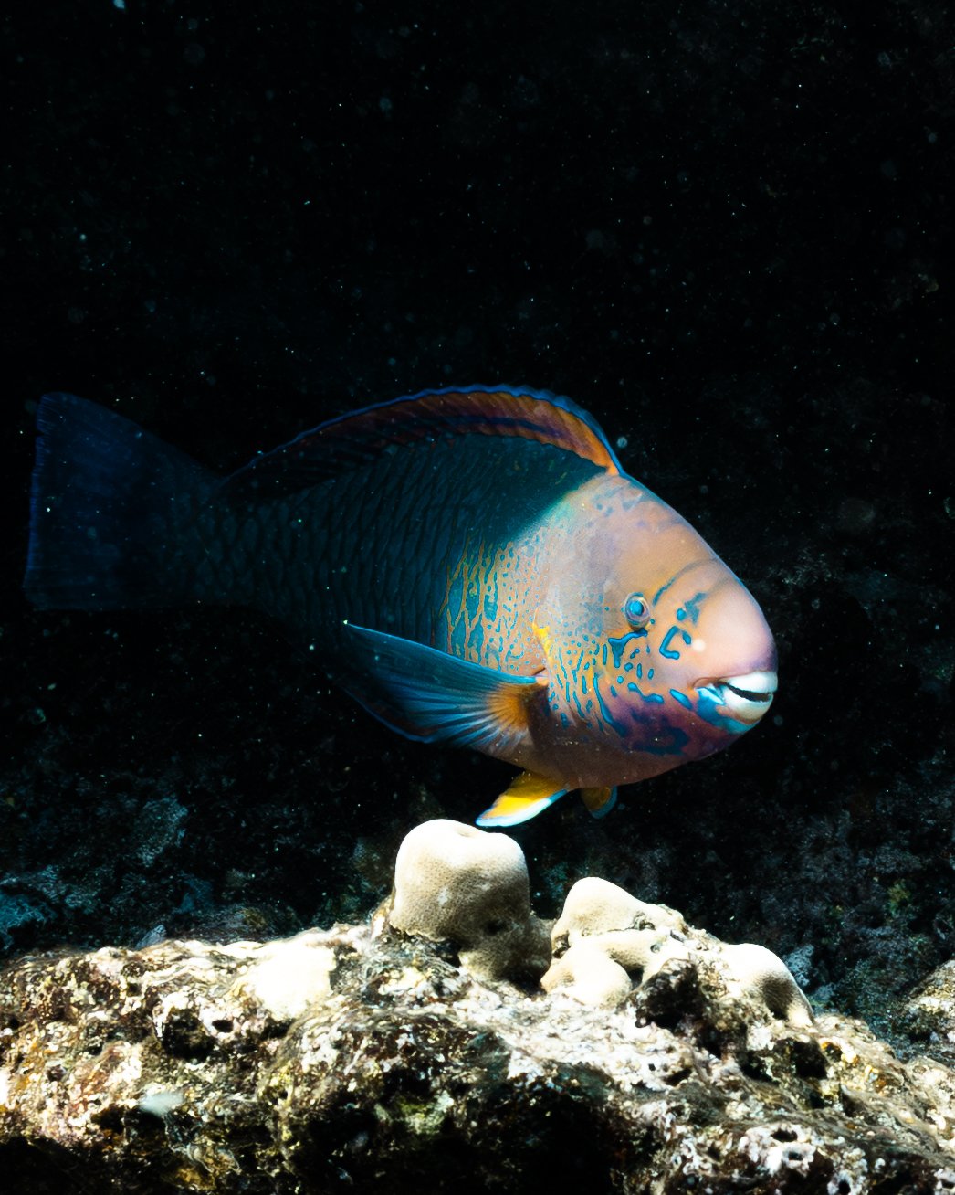 Steephead Parrotfish Close Up