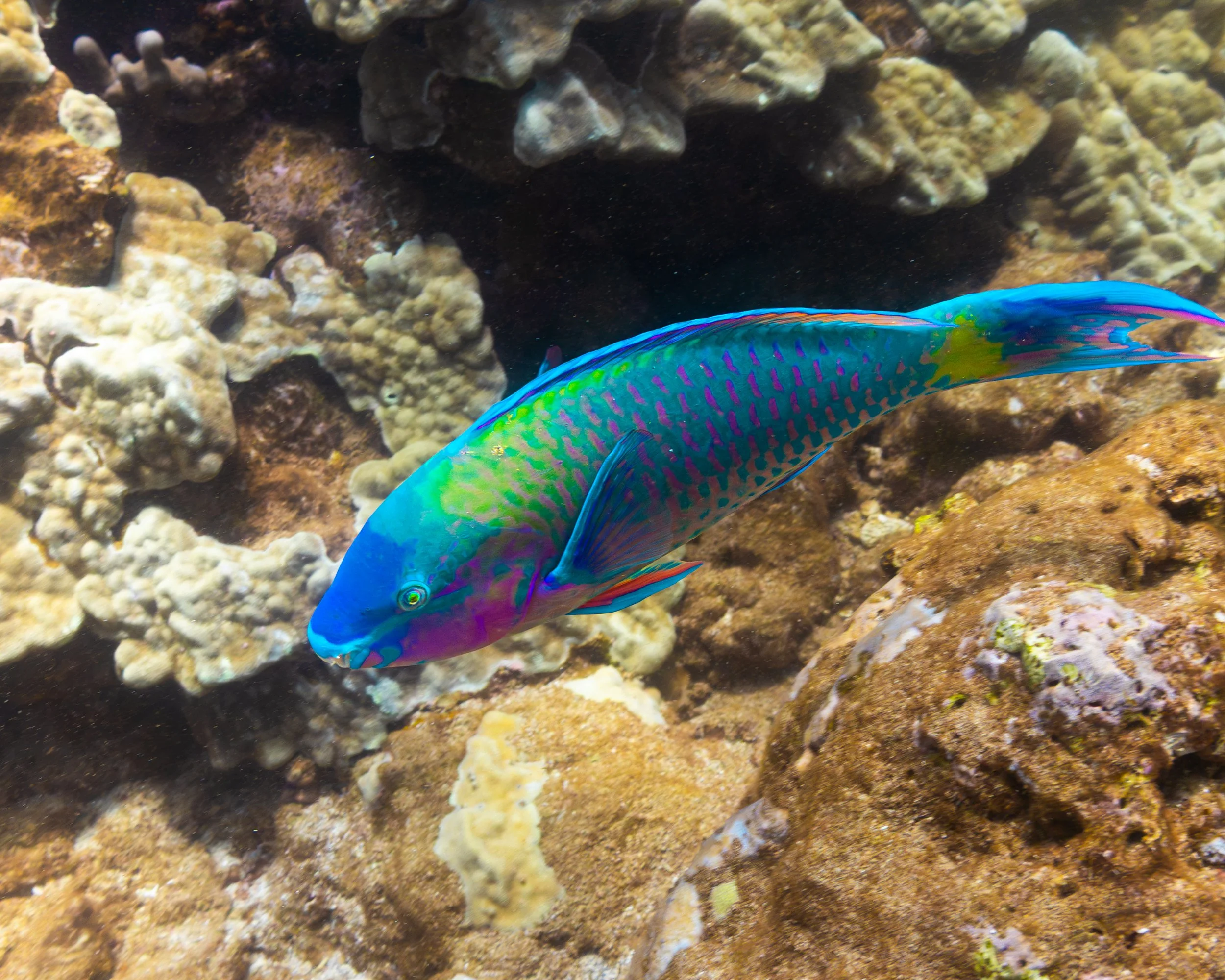 Parrotfish - Uhu