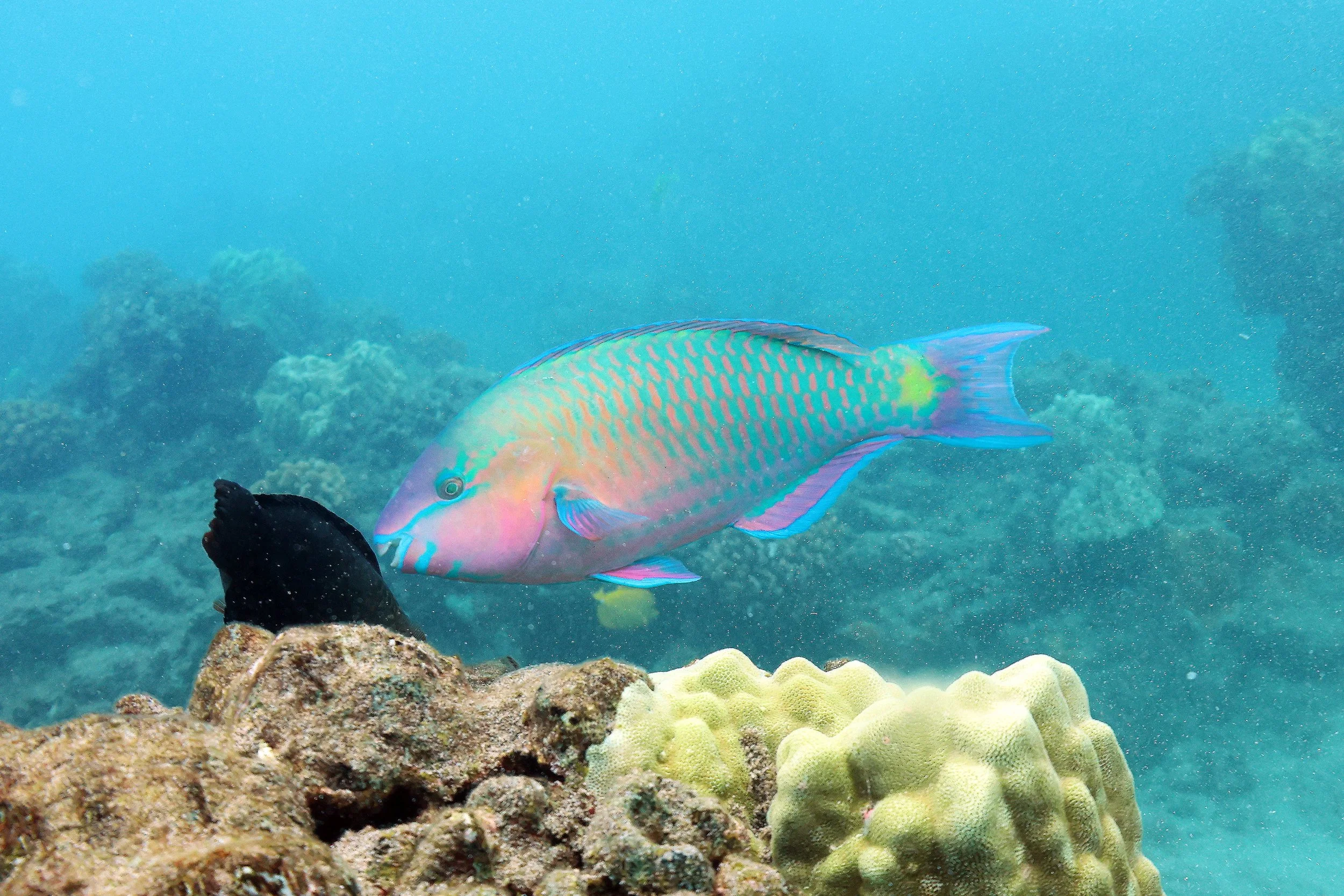 Parrotfish - Uhu