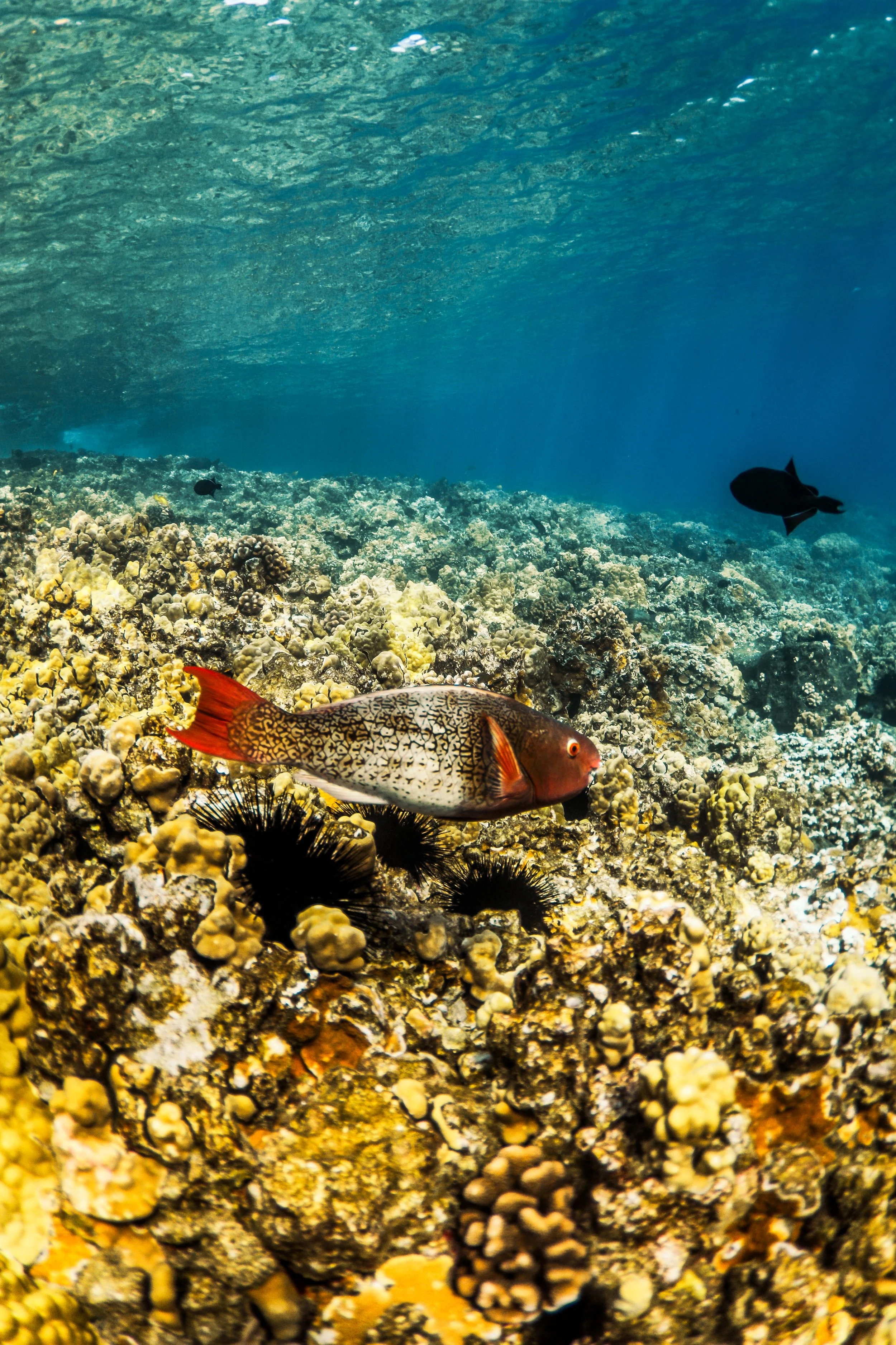 Bridled parrotfish — Uhu