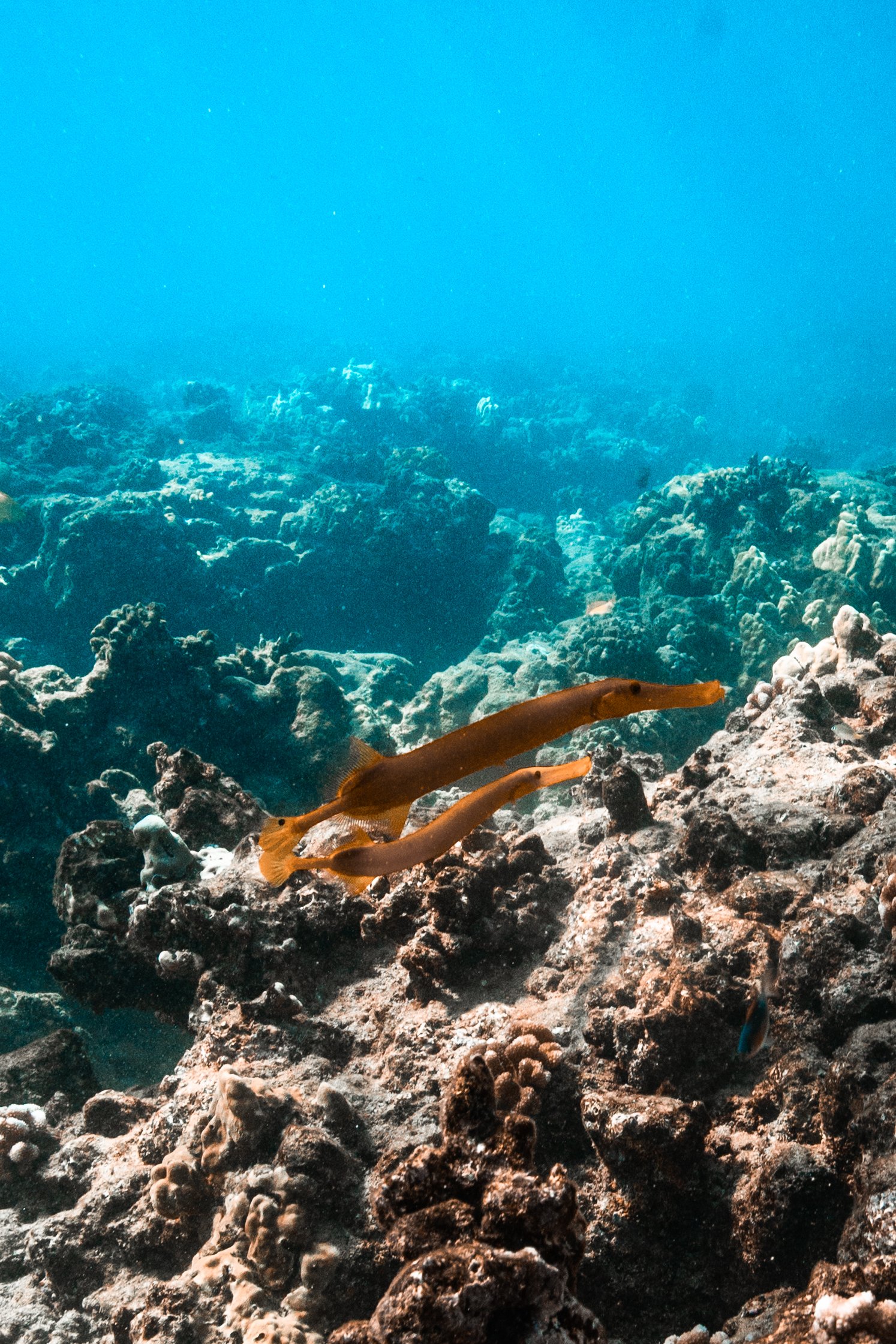 Trumpetfish