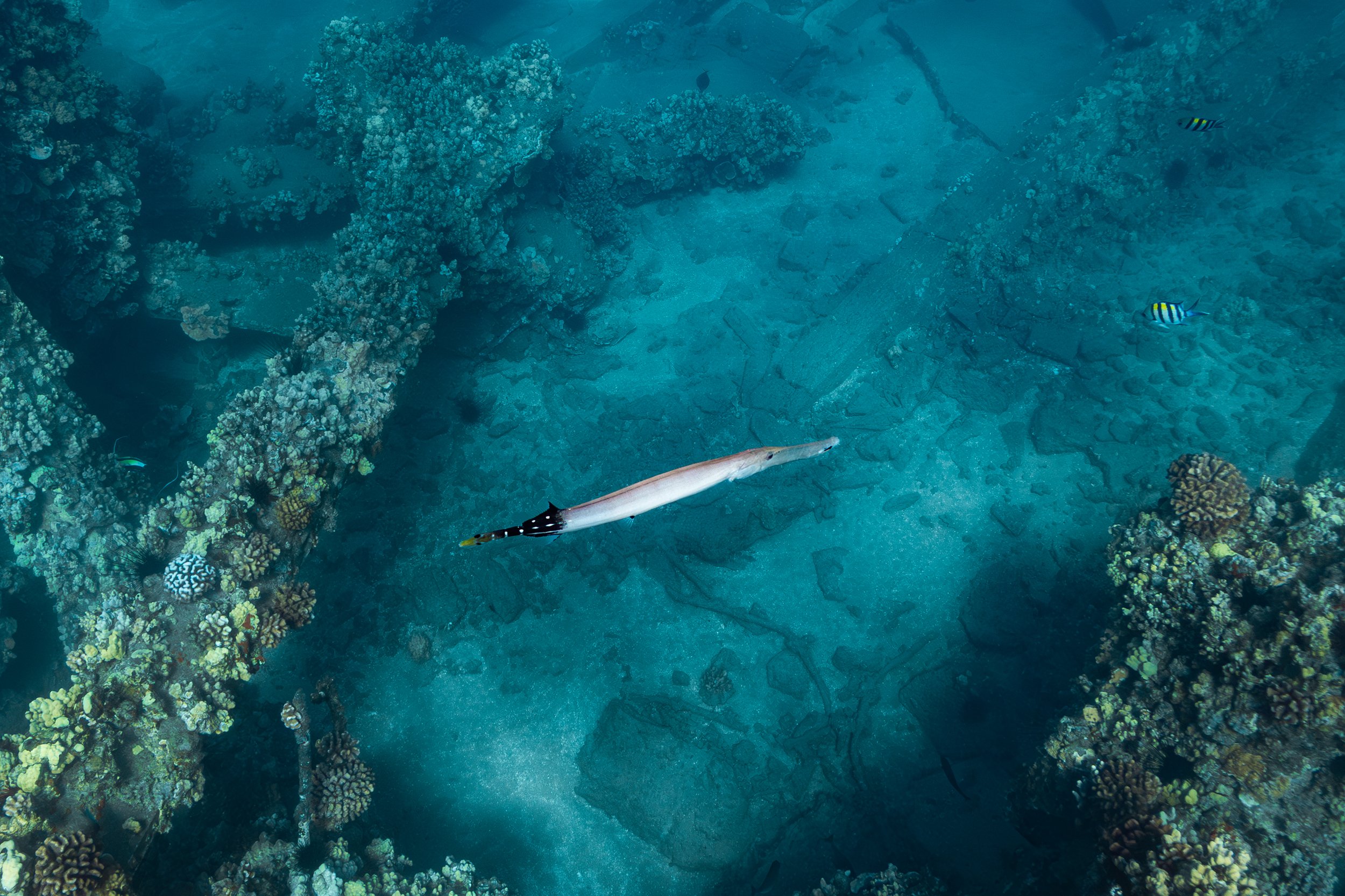 Trumpetfish