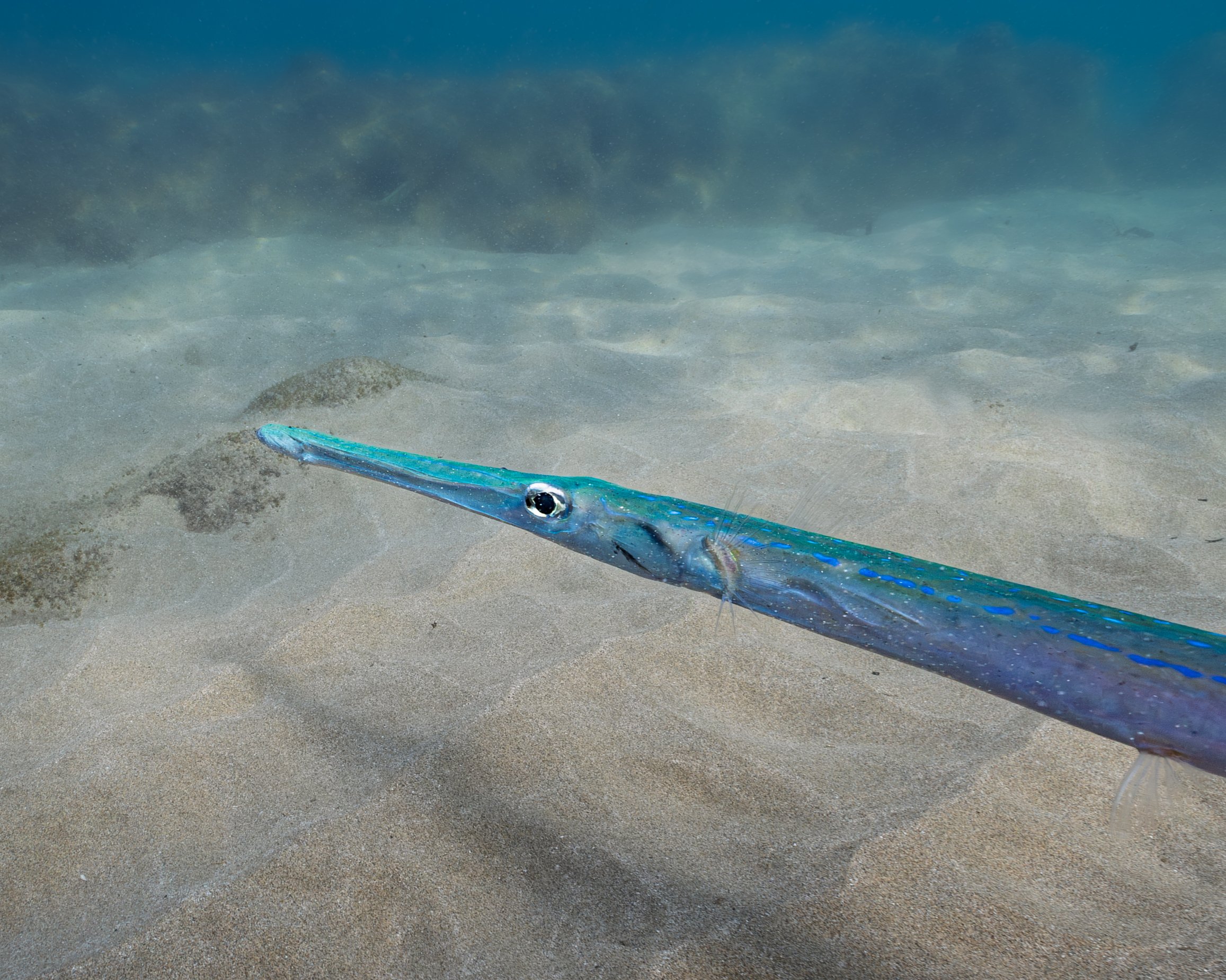 Cornetfish