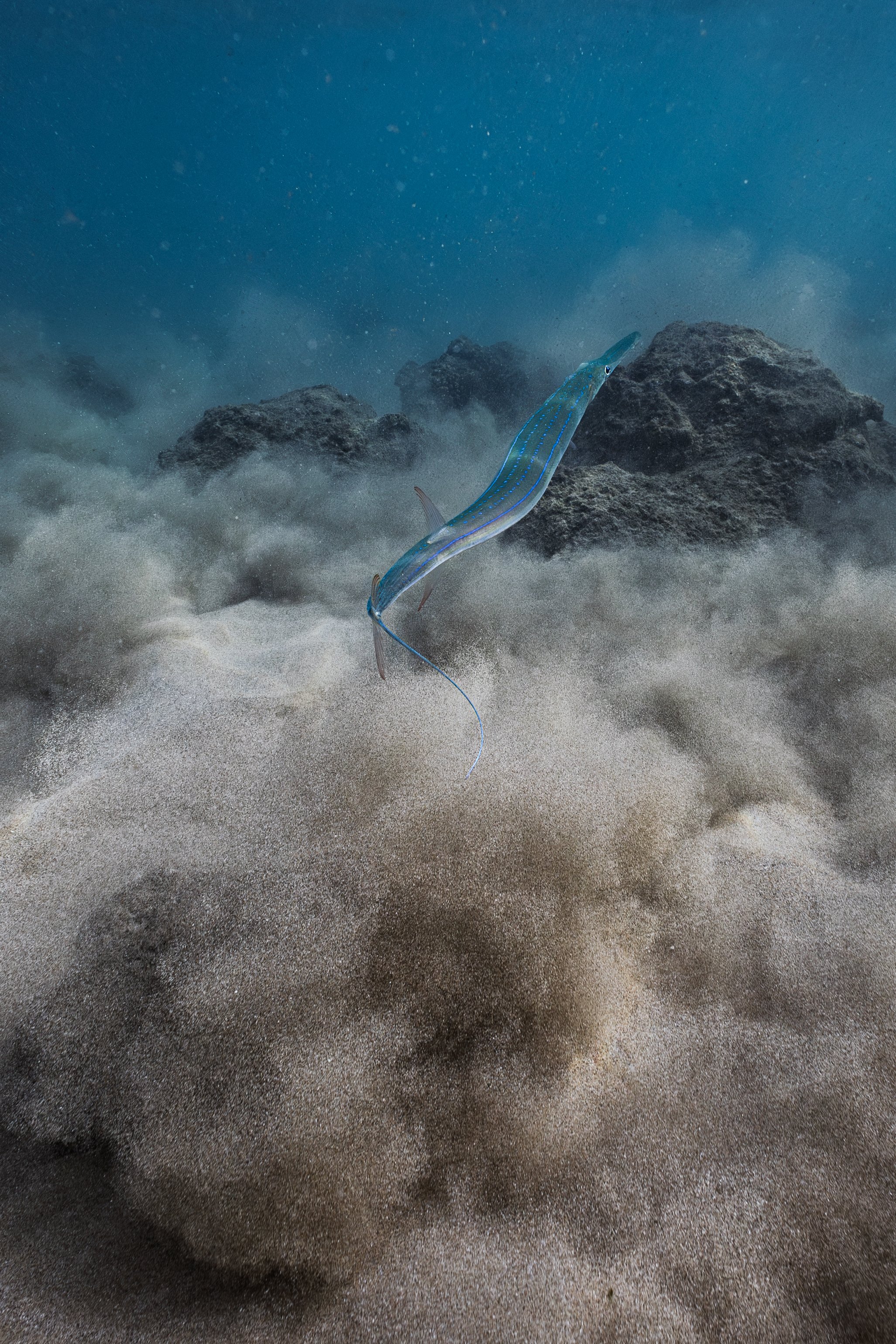 Cornetfish