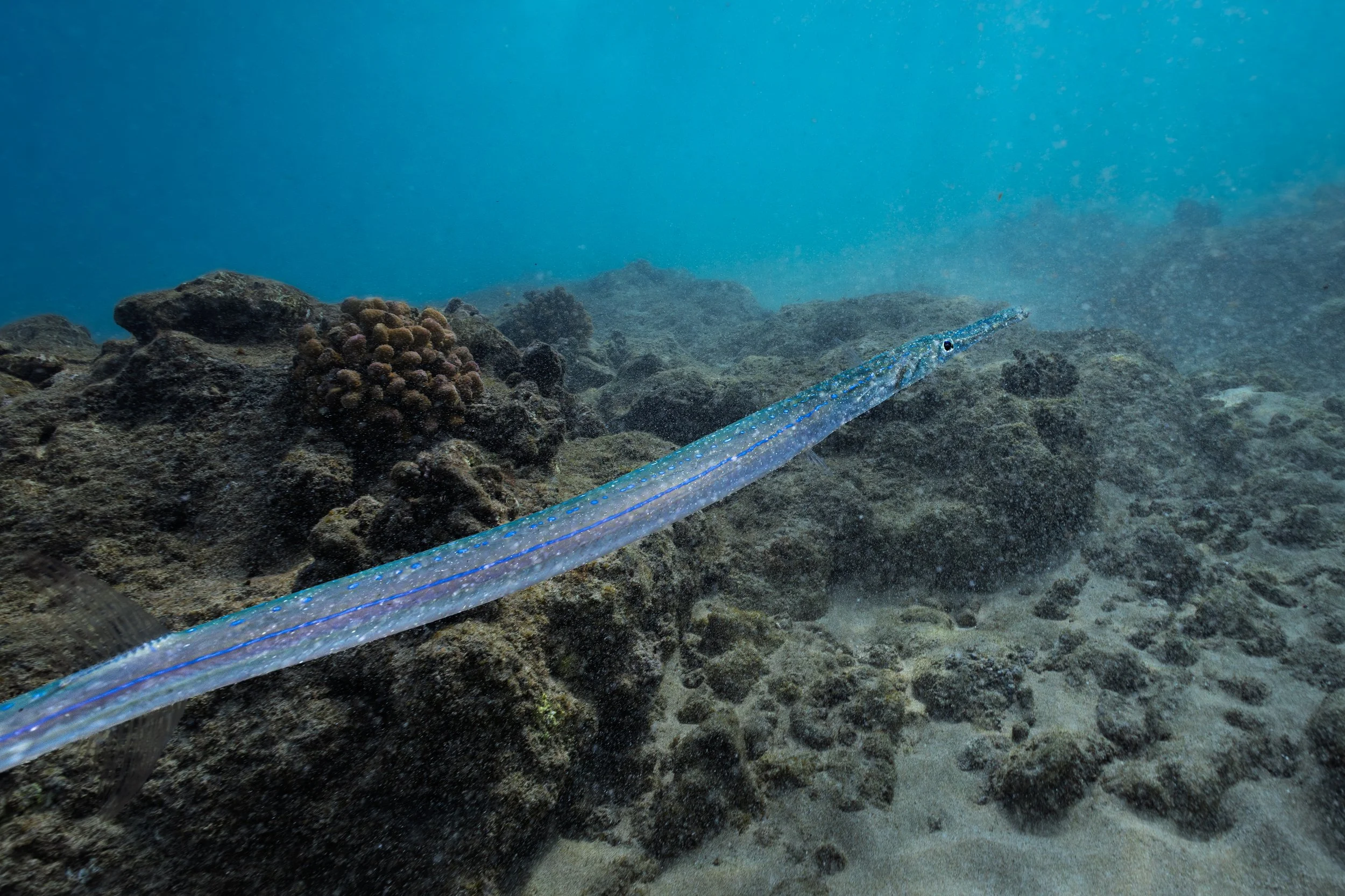 Cornetfish