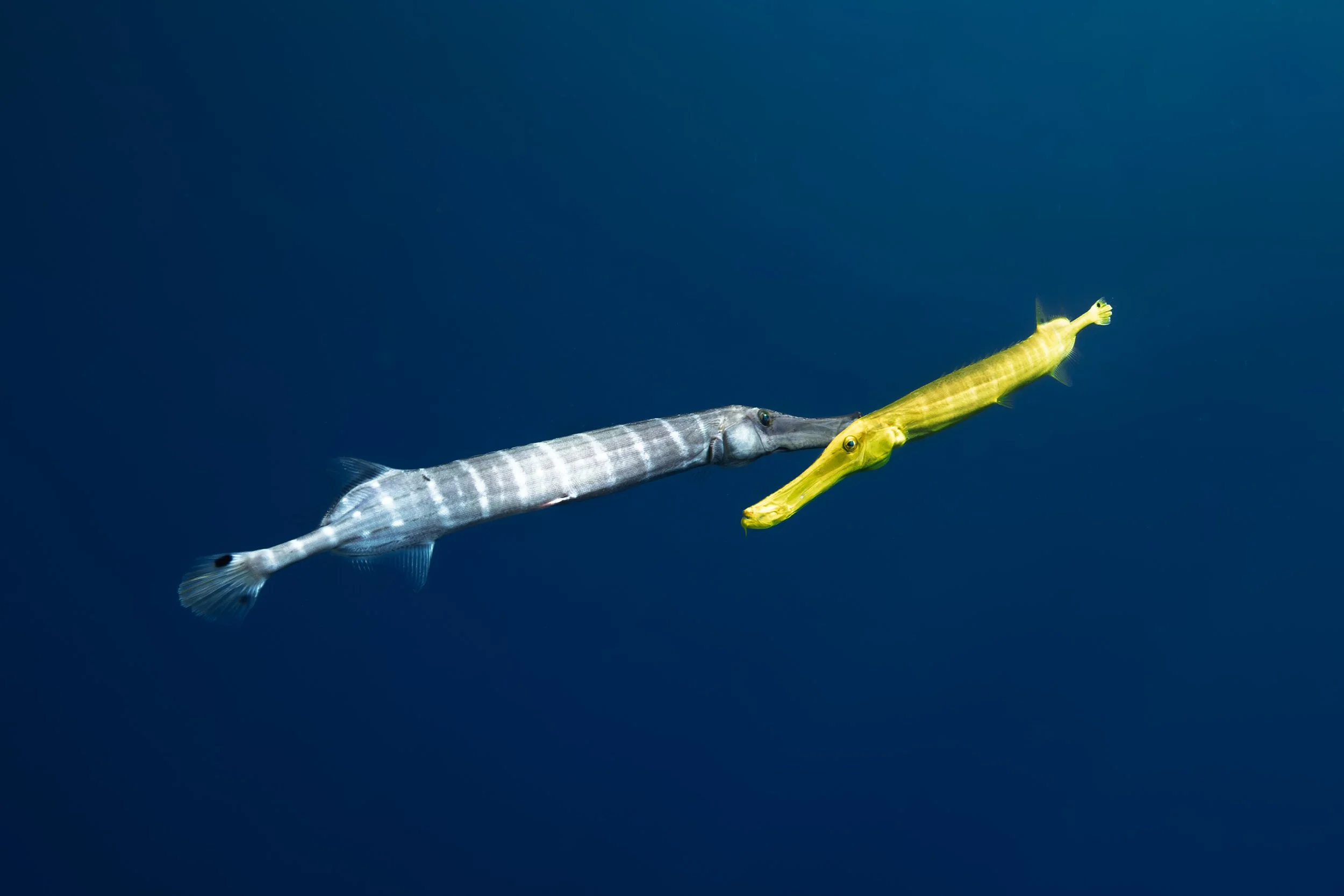 Trumpetfish
