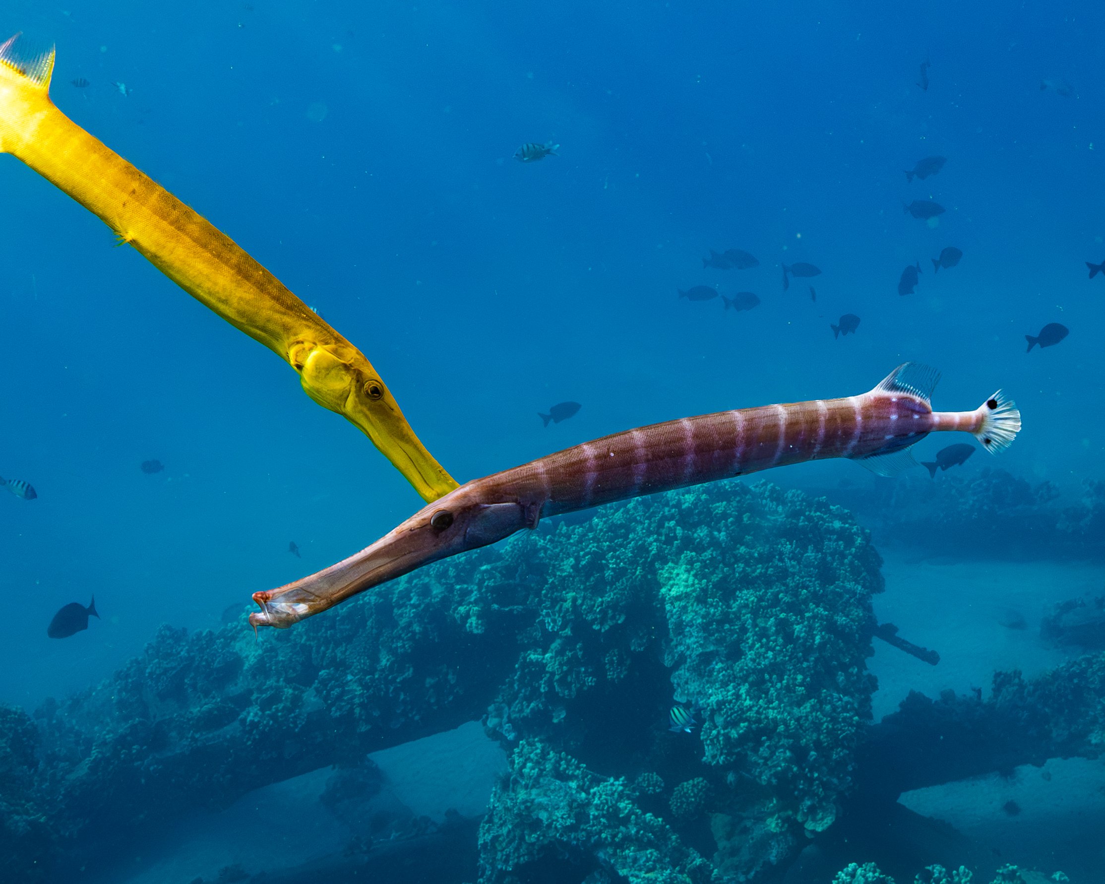 Trumpetfish