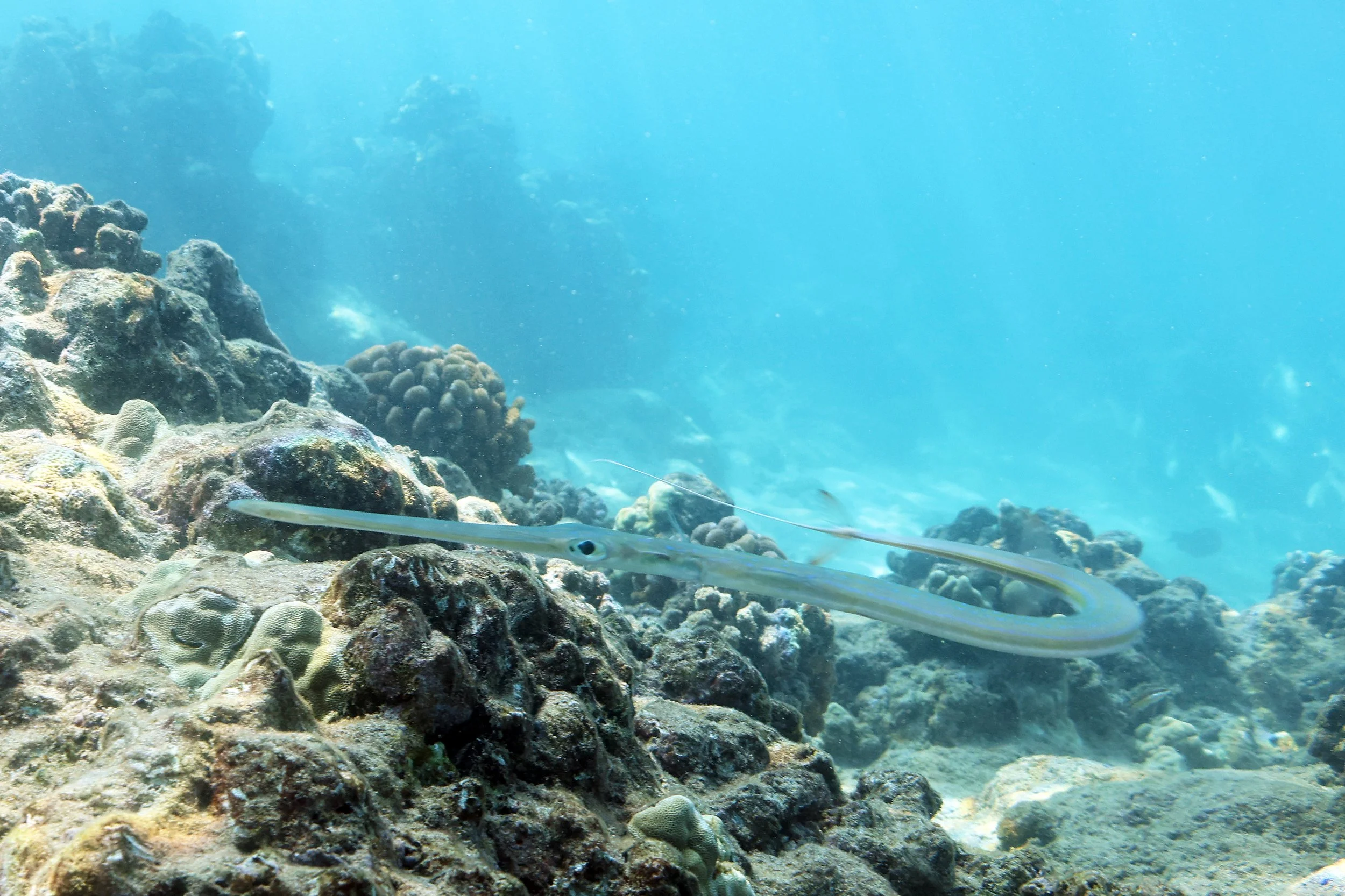 Cornetfish