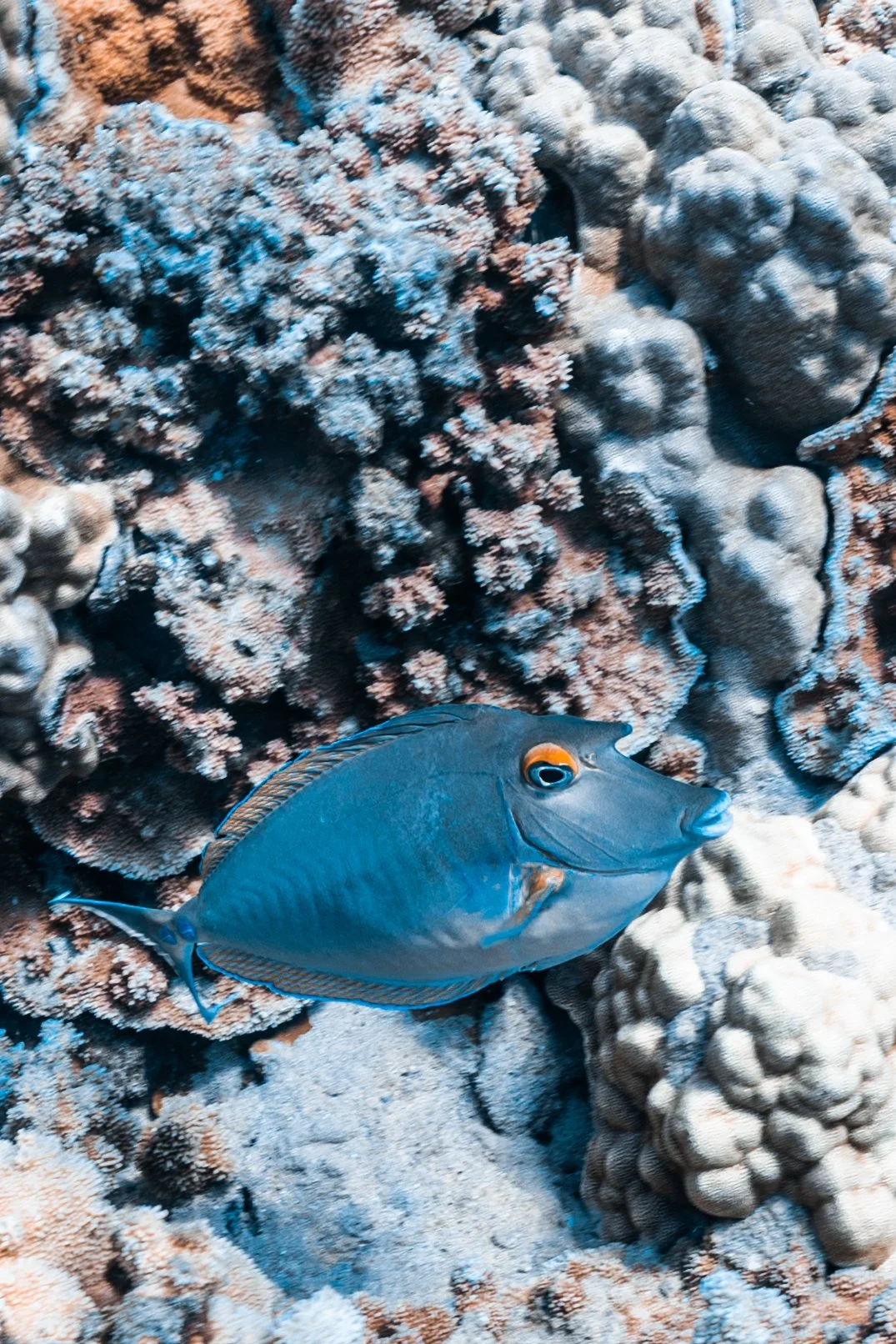 Bluespine unicornfish — kala
