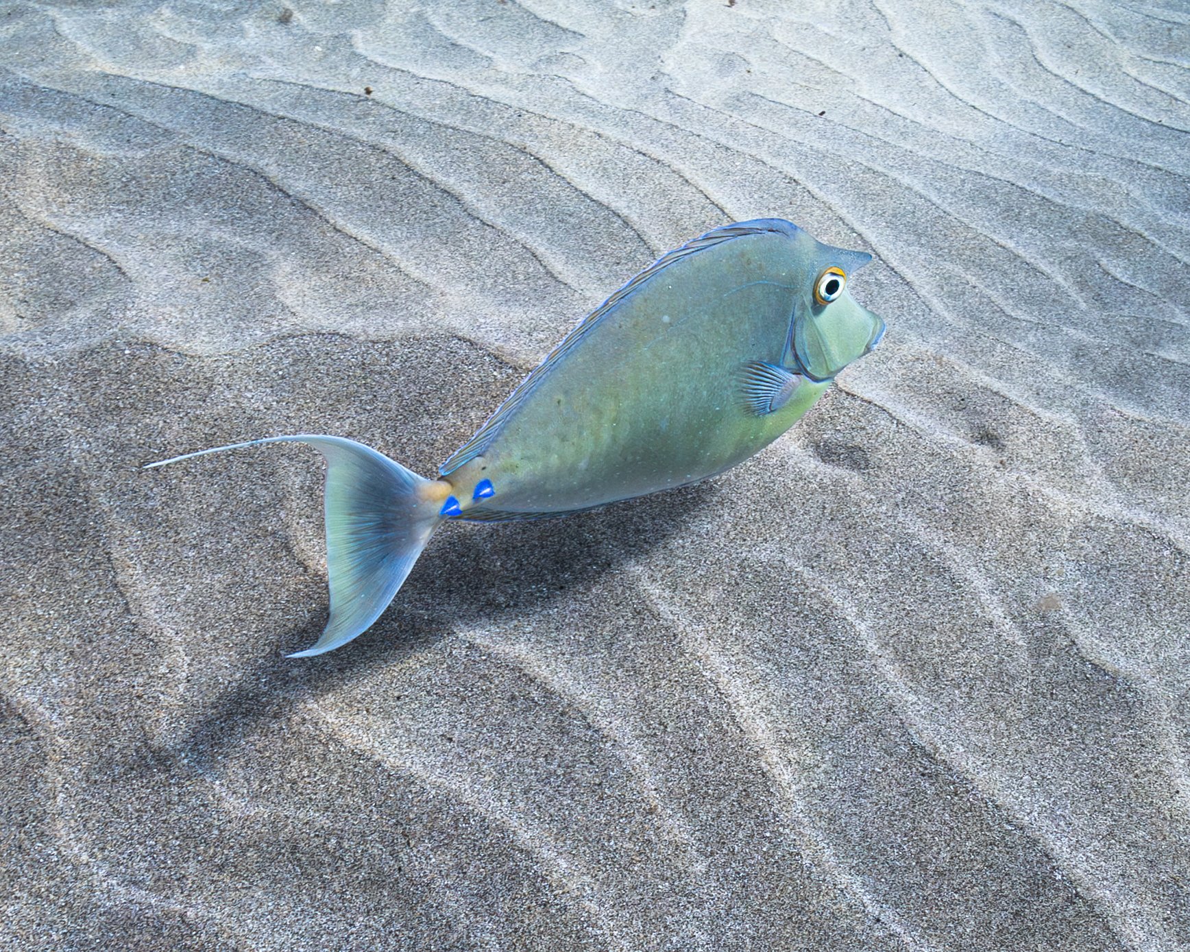 Bluespine unicornfish — kala