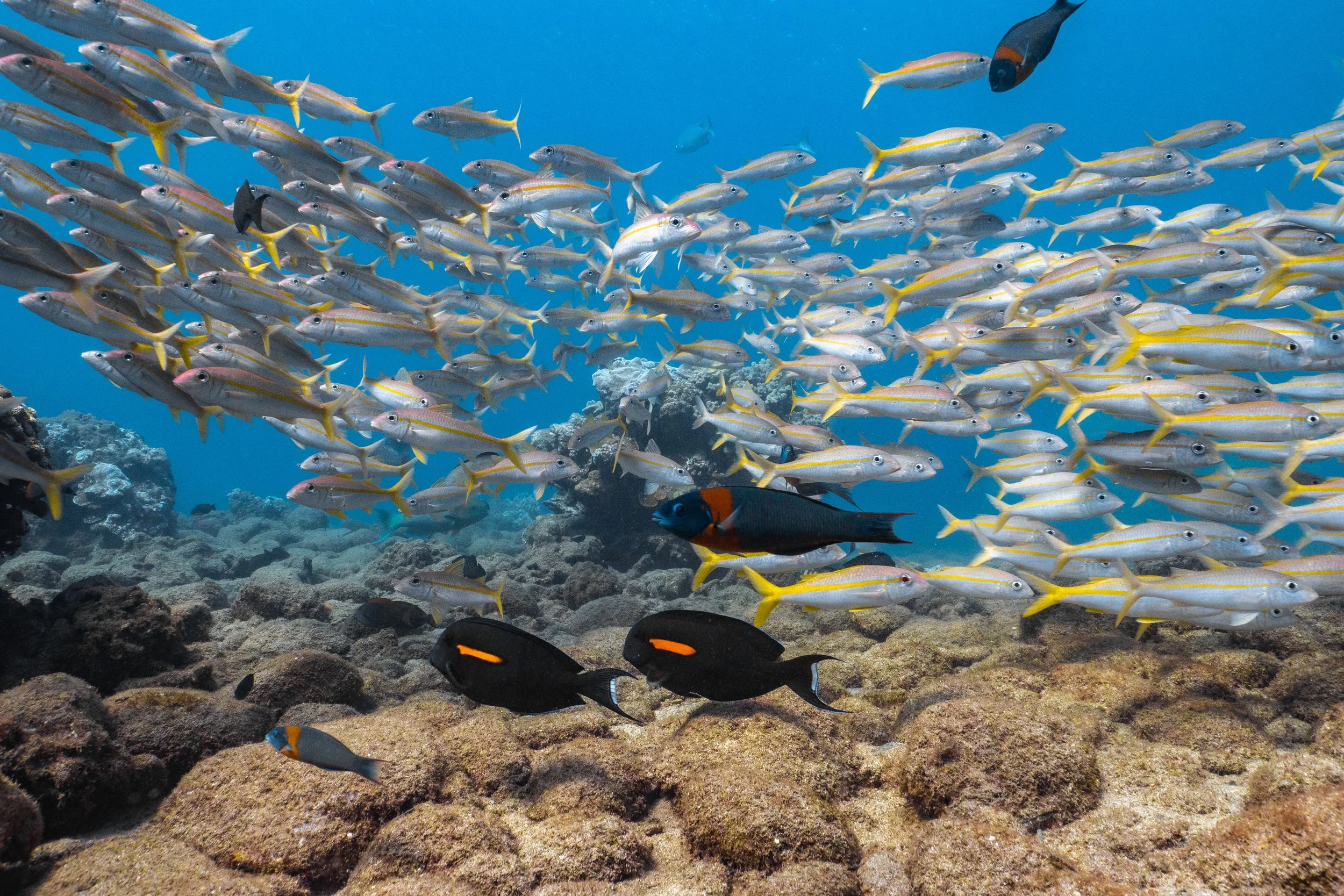 Yellowfin goatfish - weke ʻula