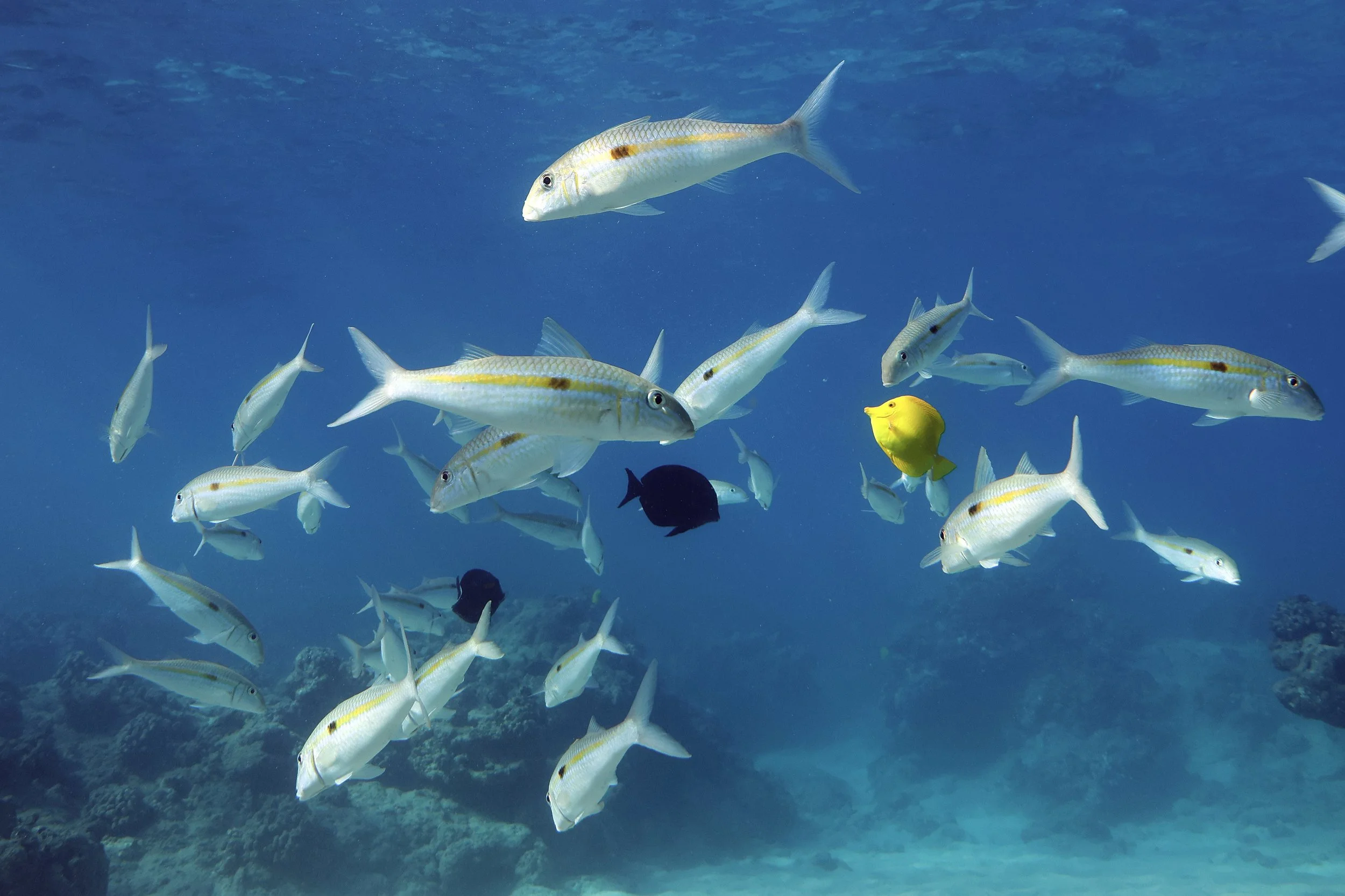Square-spot goatfish - wekeʻā