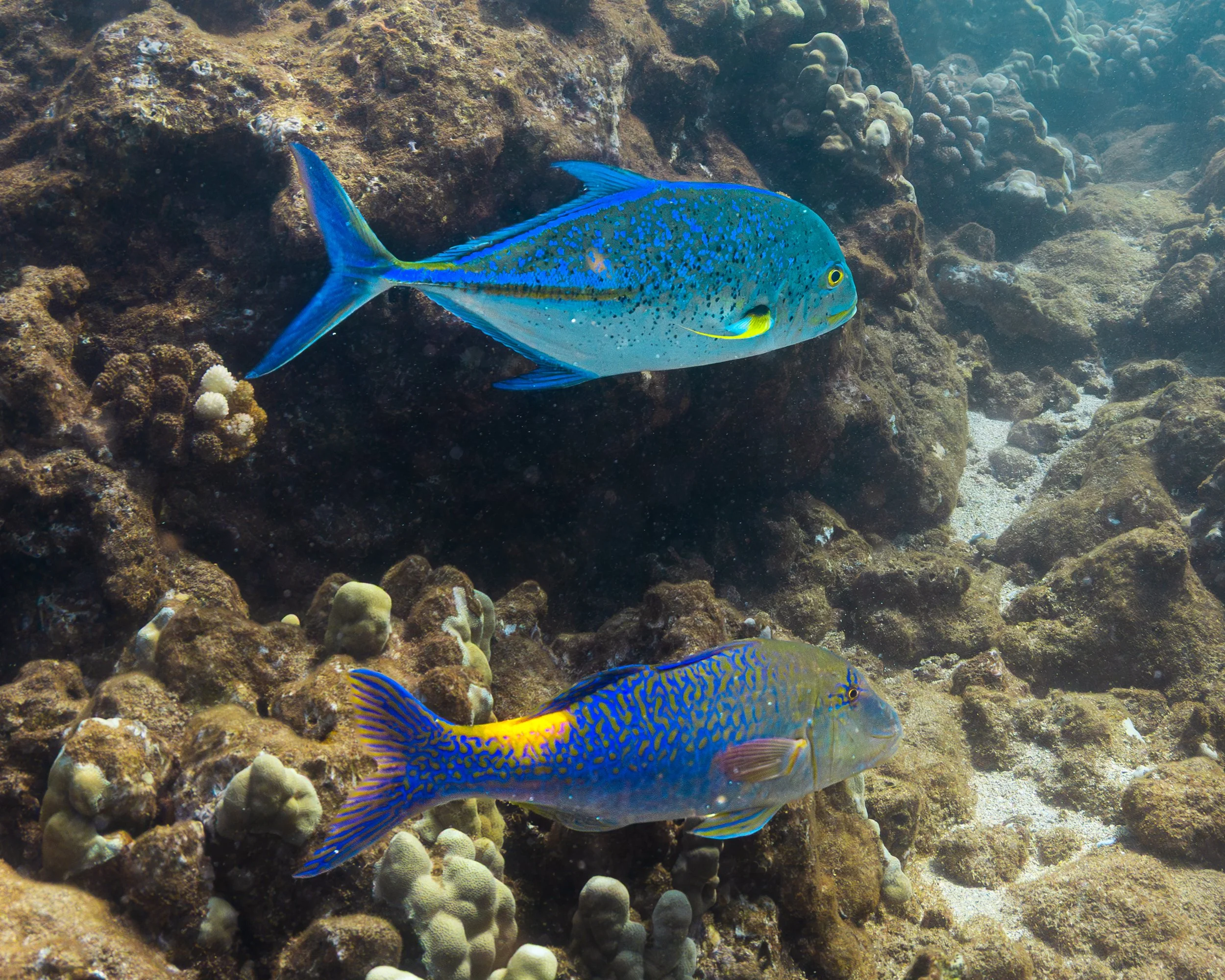 Bluefin Trevally (top) - Blue goatfish (bottom)