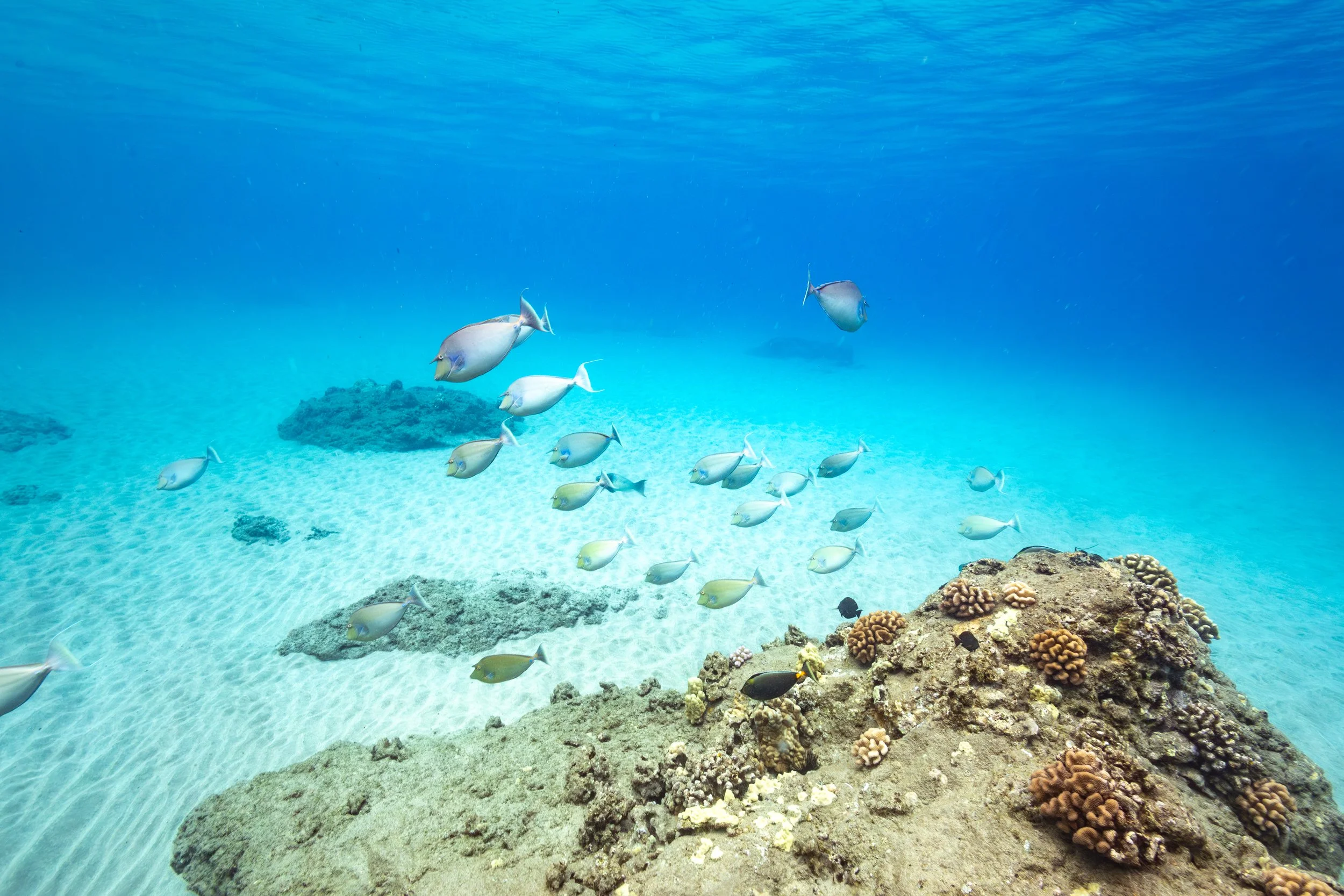 Bluespine Unicornfish School