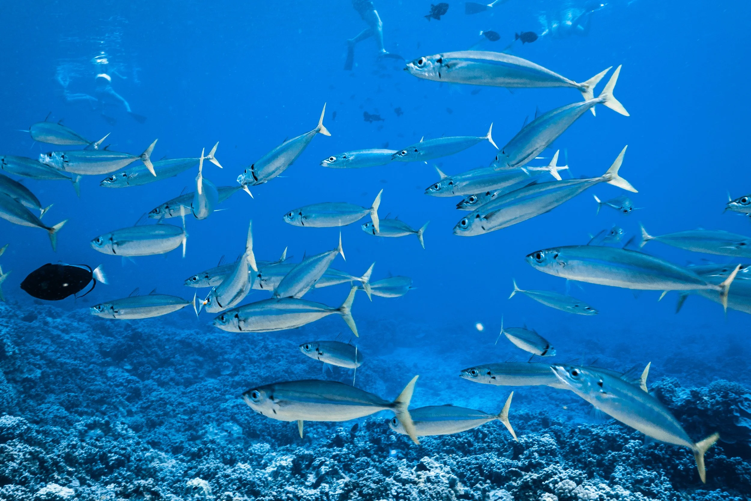 Bigeye Scad.jpg