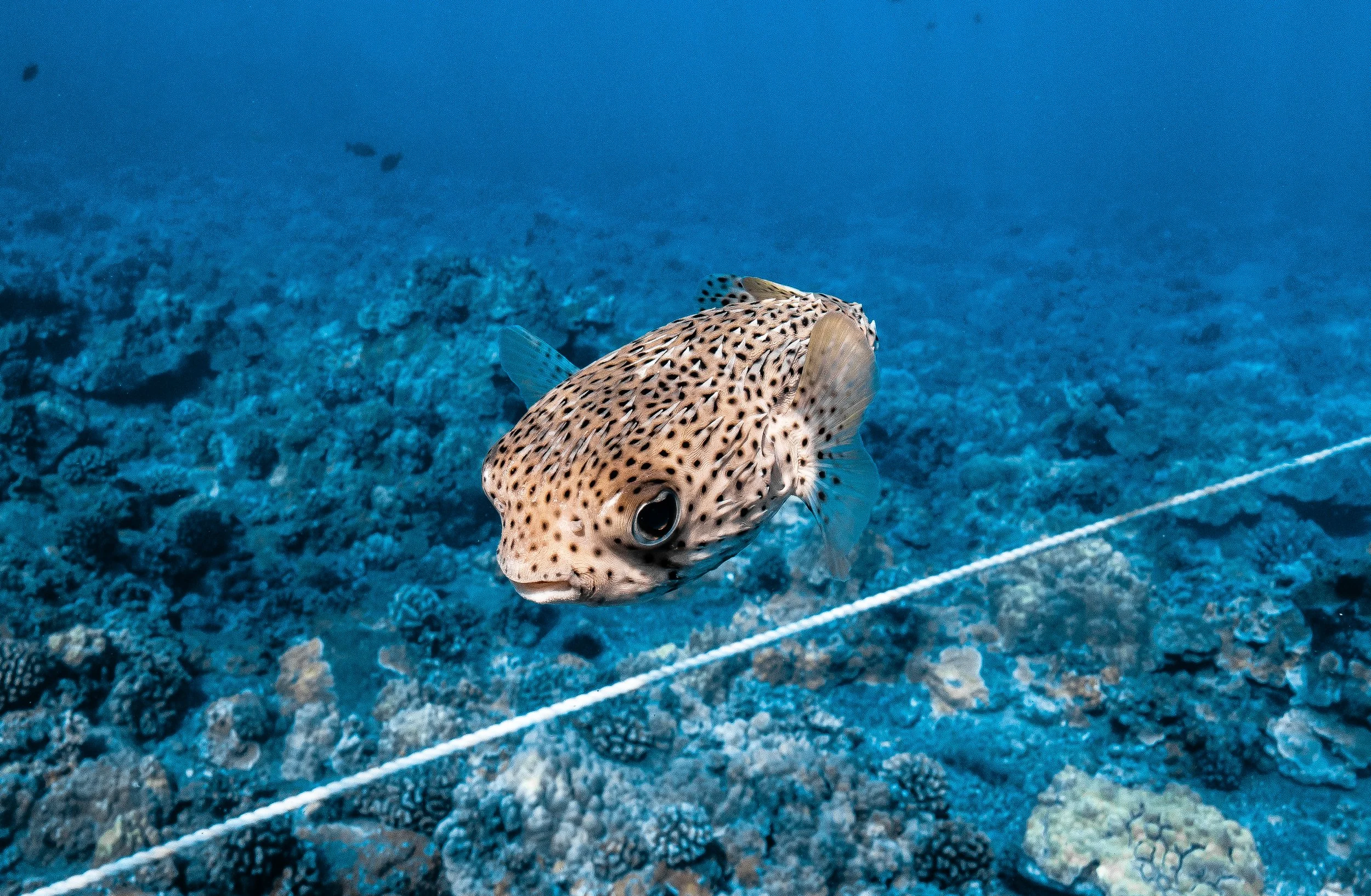 Porcupinefish.jpg