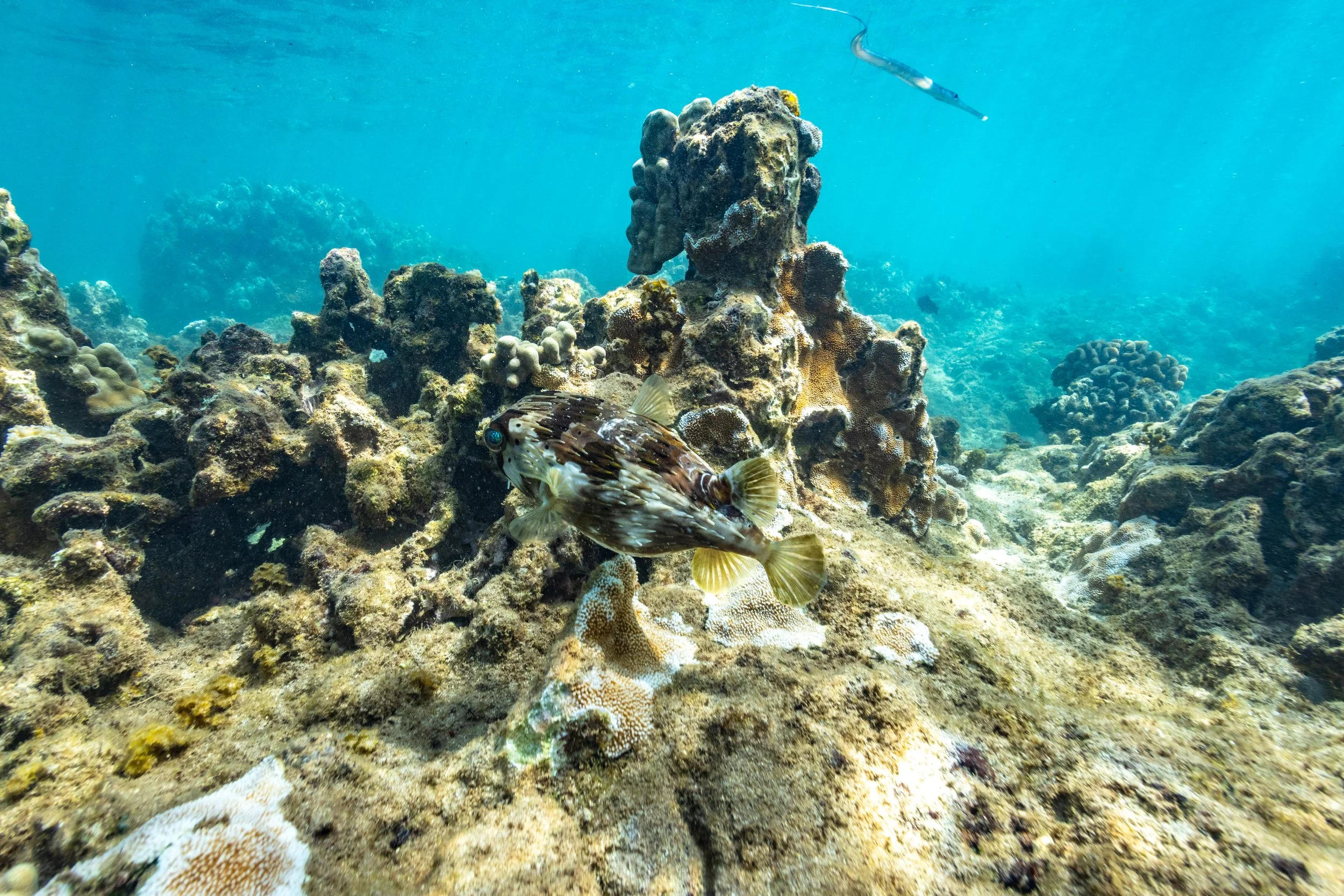 porcupine fish.jpg