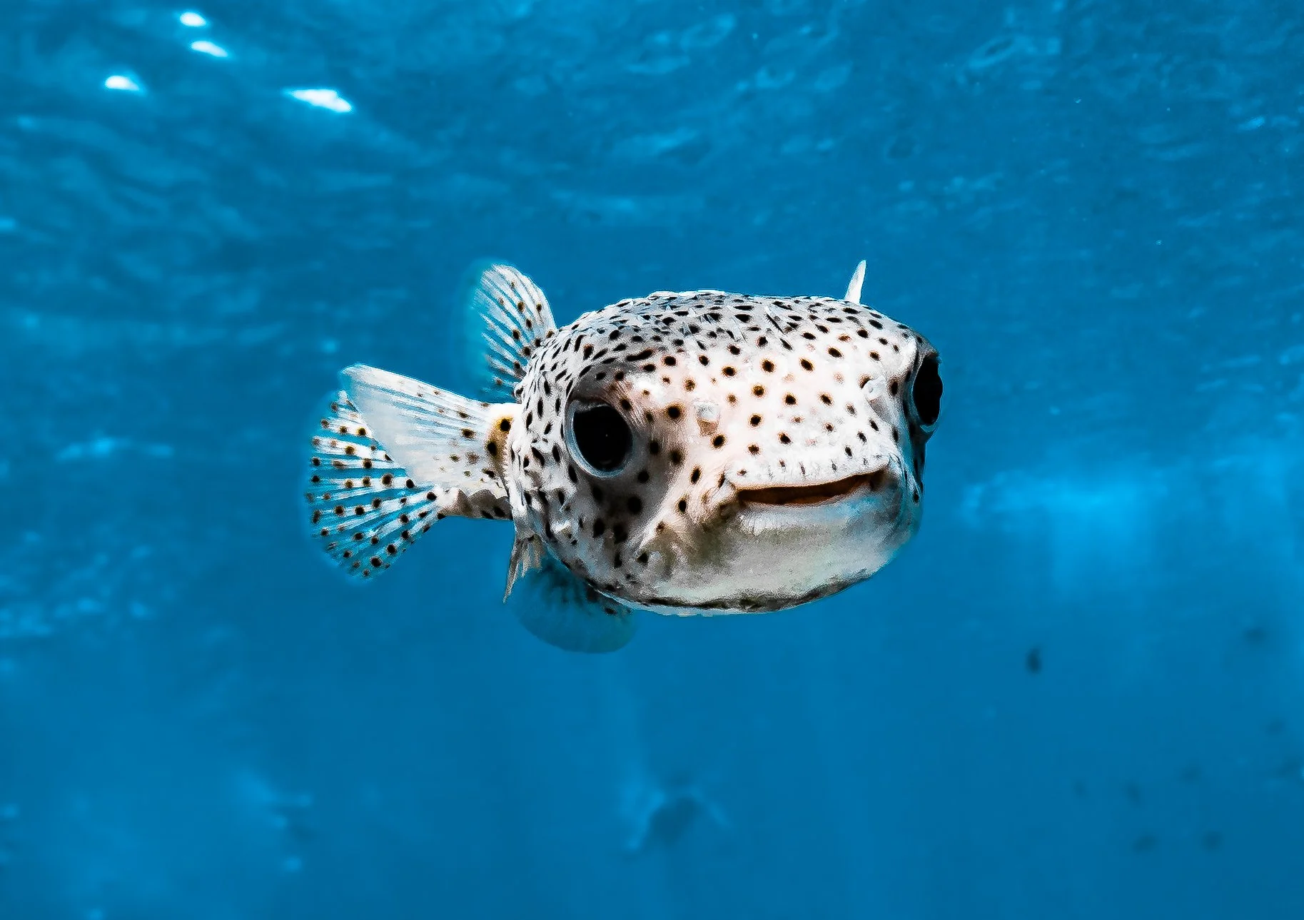 Porcupinefish (1).jpg