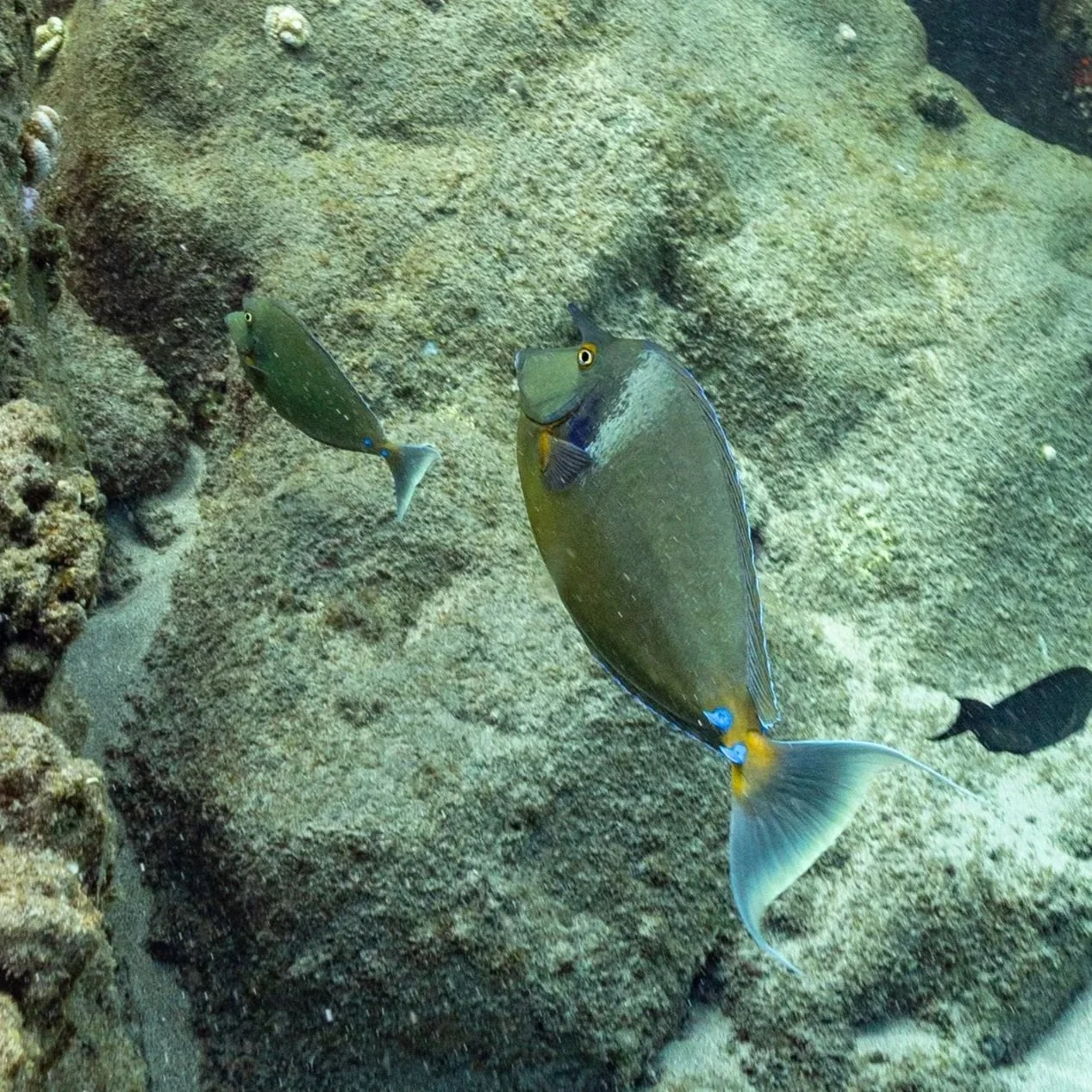 Unicornfish with juvenile