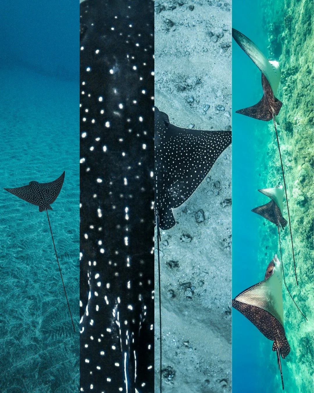 Some of nature's greatest wonders are waiting just beneath the surface.

Every day on the water is different, and that's part of what makes sailing on Maui so special. You never know what the ocean will share with you.

Which marine animal would you 