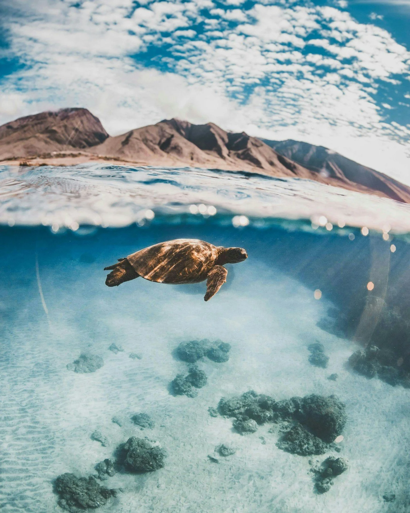 West Maui, above and below the surface. 🐢🌊

Clear water, incredible marine life, and one of Maui&rsquo;s most iconic coastlines &mdash; all part of a morning on our Discover West Maui Snorkel Tour.

Save this one for your next Maui trip.
📍Discover
