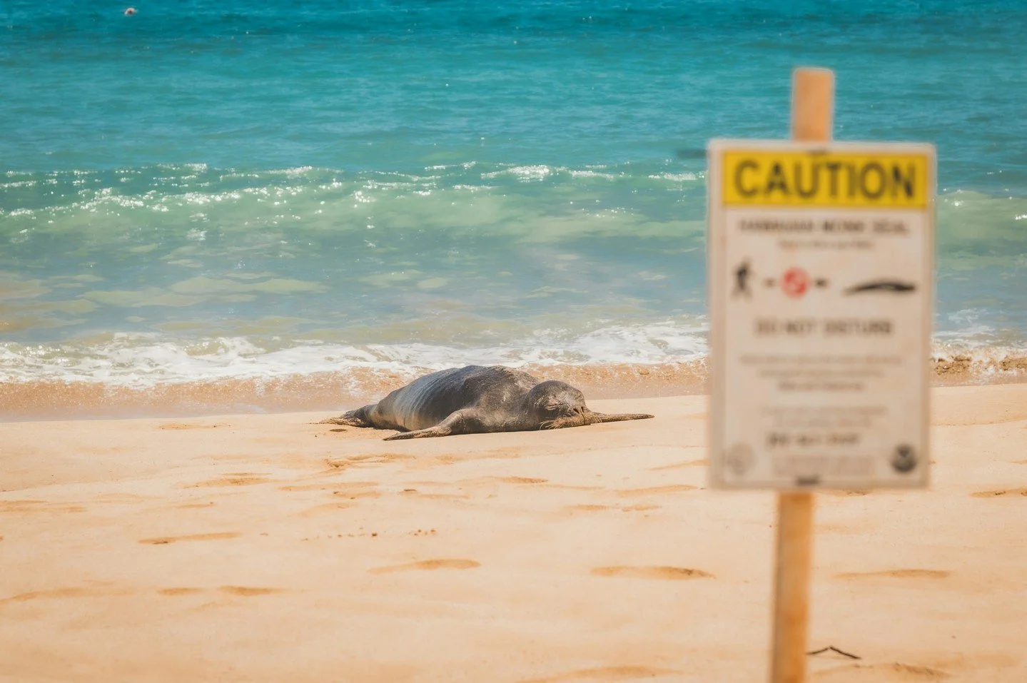 Swipe to get a better look! 👀🦭

A Hawaiian monk seal spotted on our Discover Lānaʻi Snorkel.

These native Hawaiian marine mammals are one of the rarest seal species in the world &mdash; which makes seeing one in the wild pretty special. Want to le