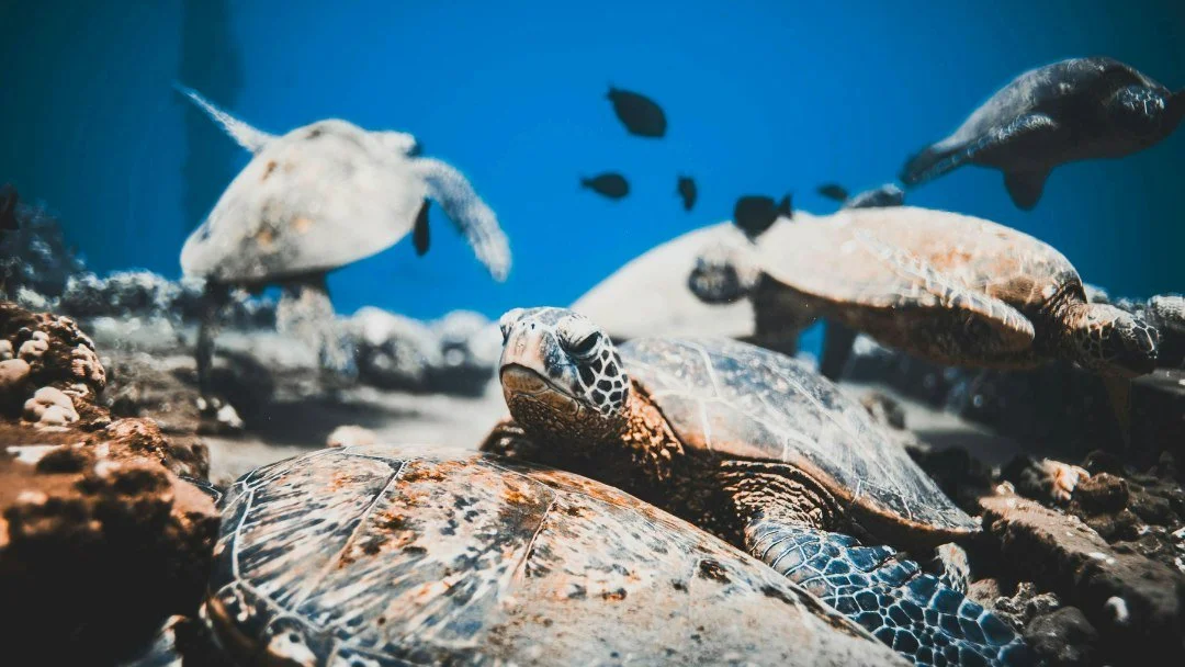 A few of our favorite honu moments lately. 🐢

Which photo is your favorite? Let us know below.

Want a chance to see Hawaiian green sea turtles for yourself? Join us on our Turtle Reef Snorkel and explore one of Maui&rsquo;s favorite underwater neig